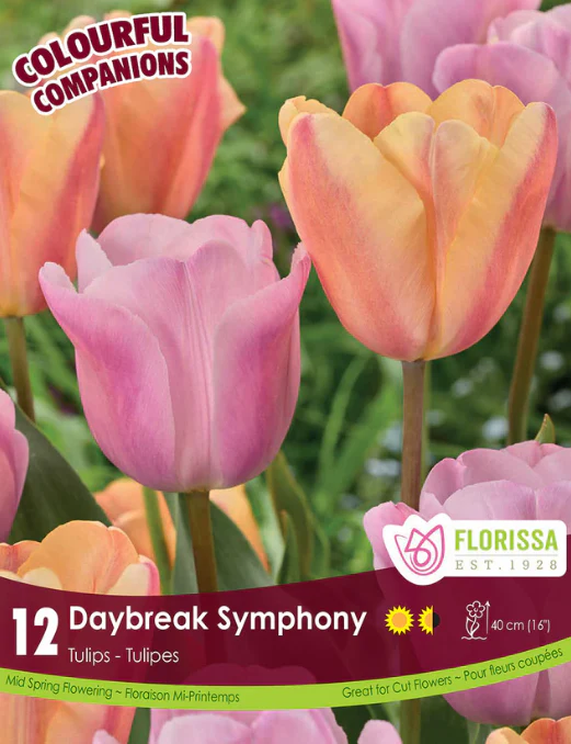 Harmonie Florale 'Daybreak Symphony'