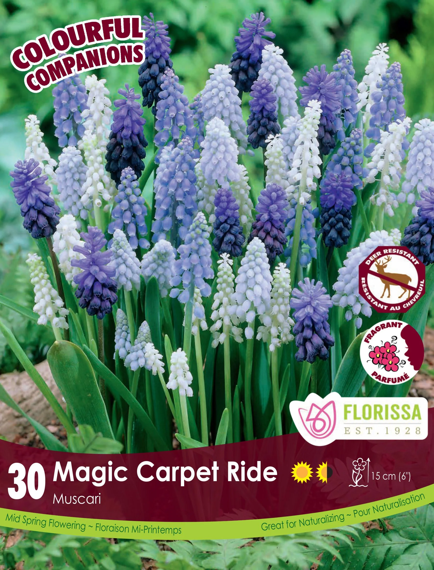 Harmonie Florale – Magic Carpet Ride