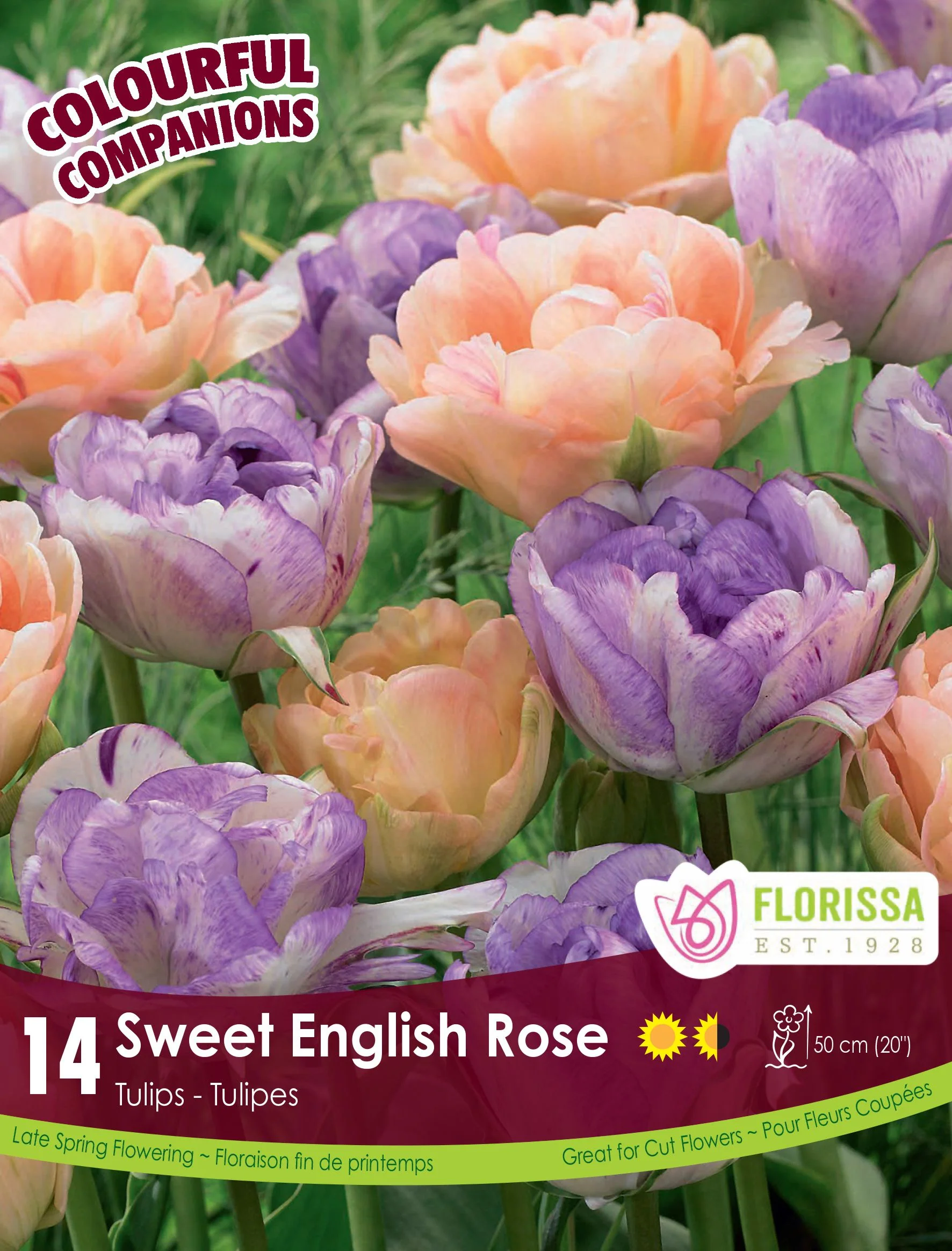 Harmonie Florale – Sweet English Rose