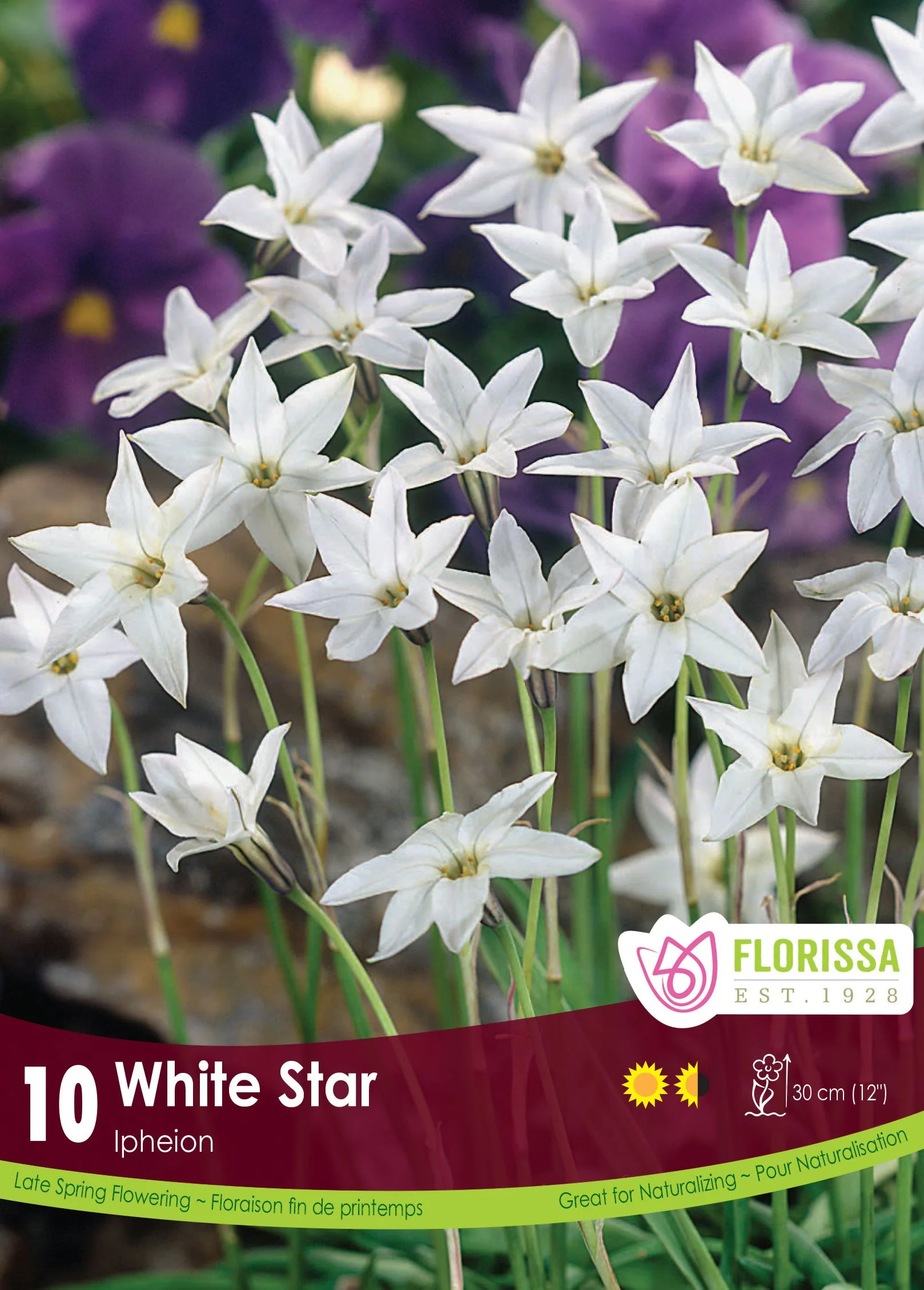 Ipheion White Star