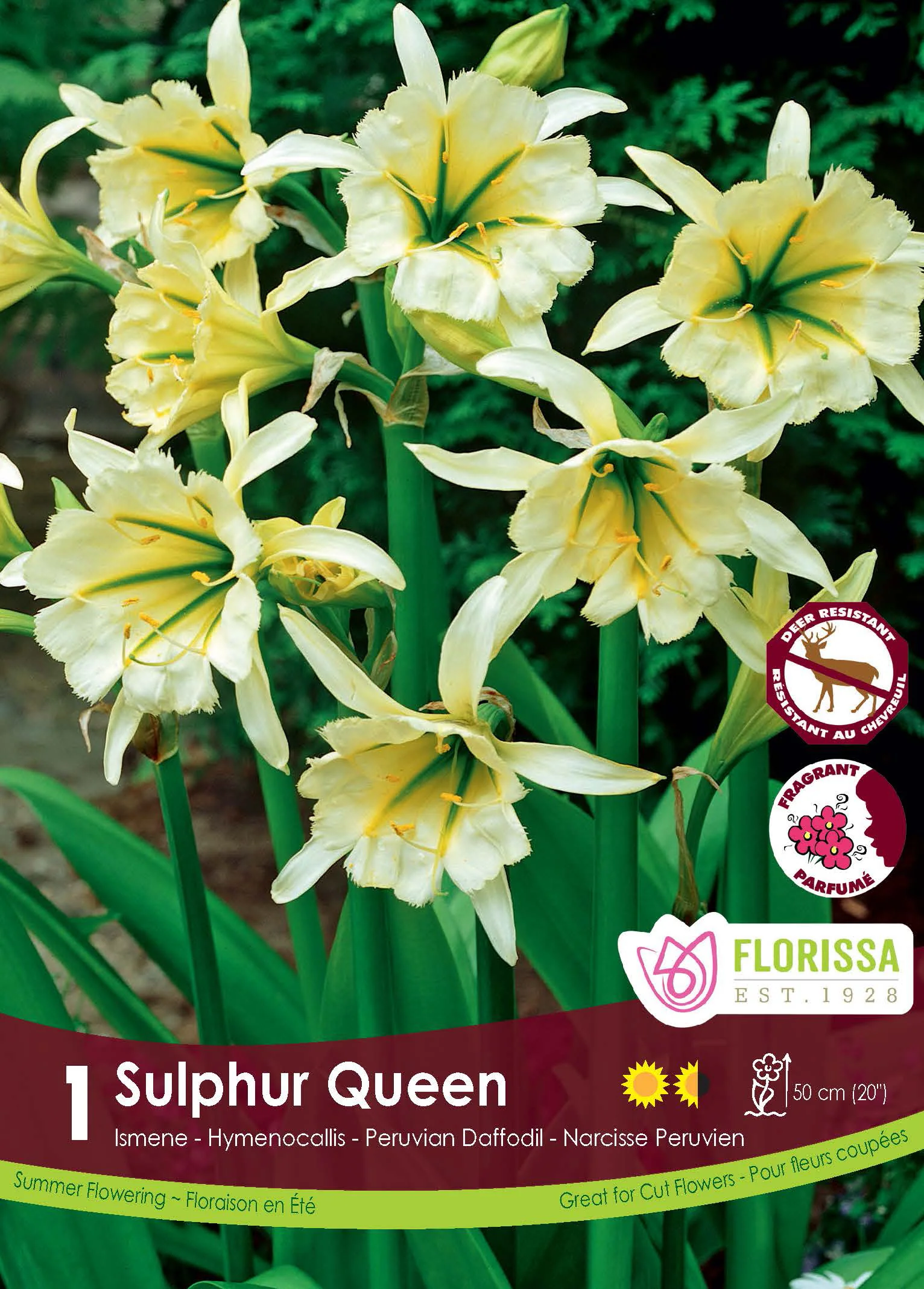 Ismène 'Sulphur Queen'