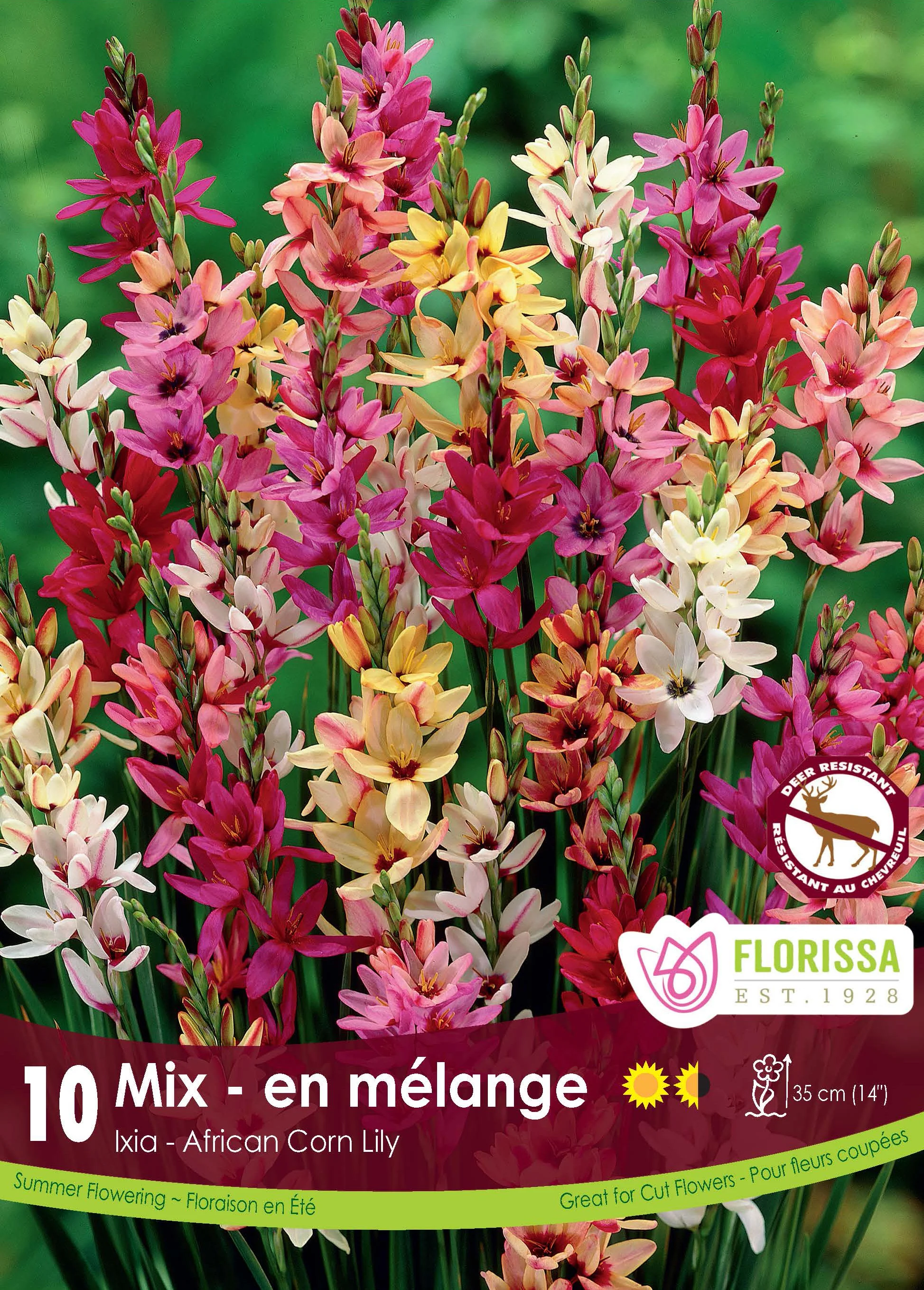 Ixia hybrides 'Mélange'