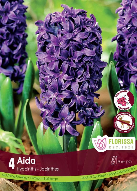 Jacinthe Aida