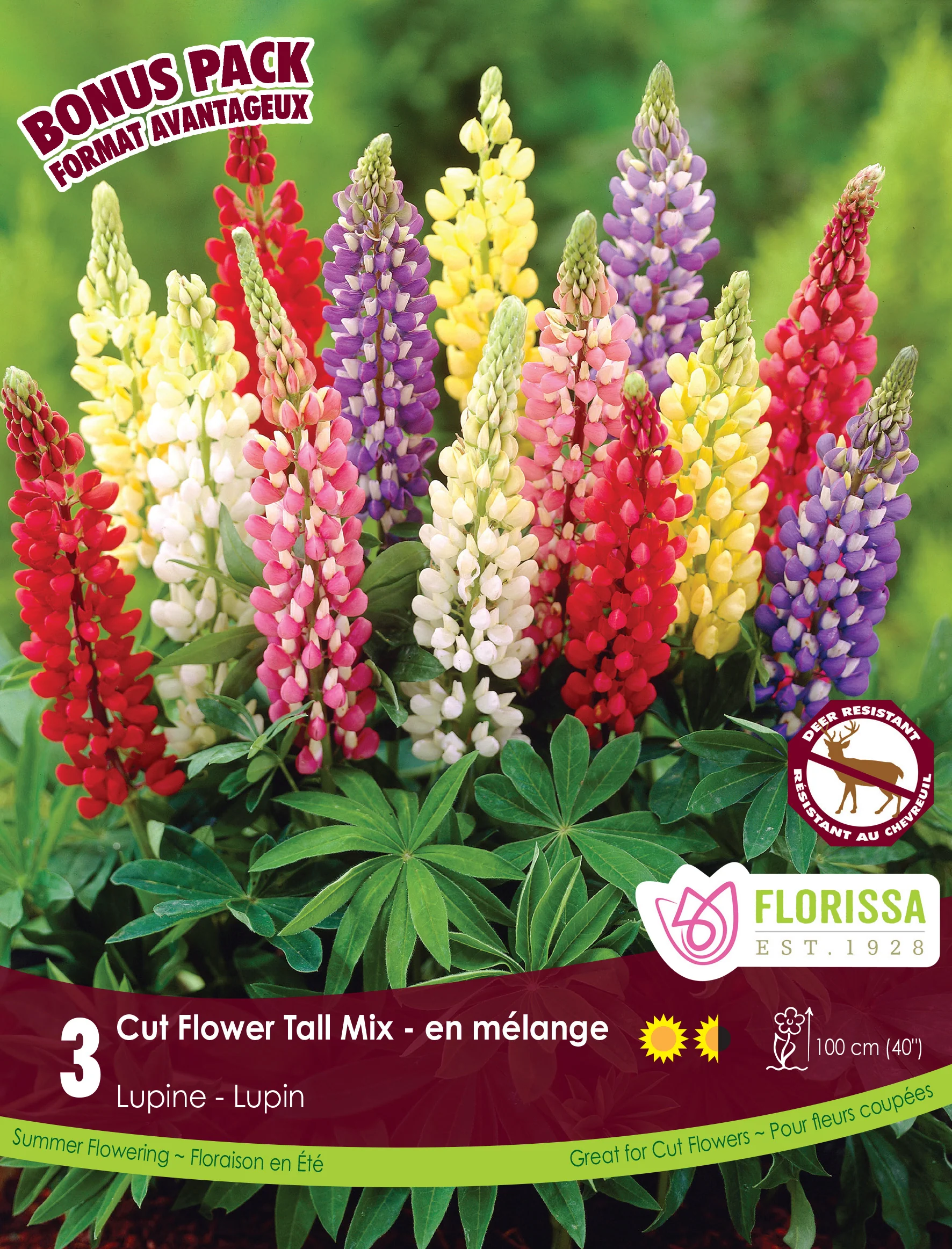 Lupin 'Tall Mix'