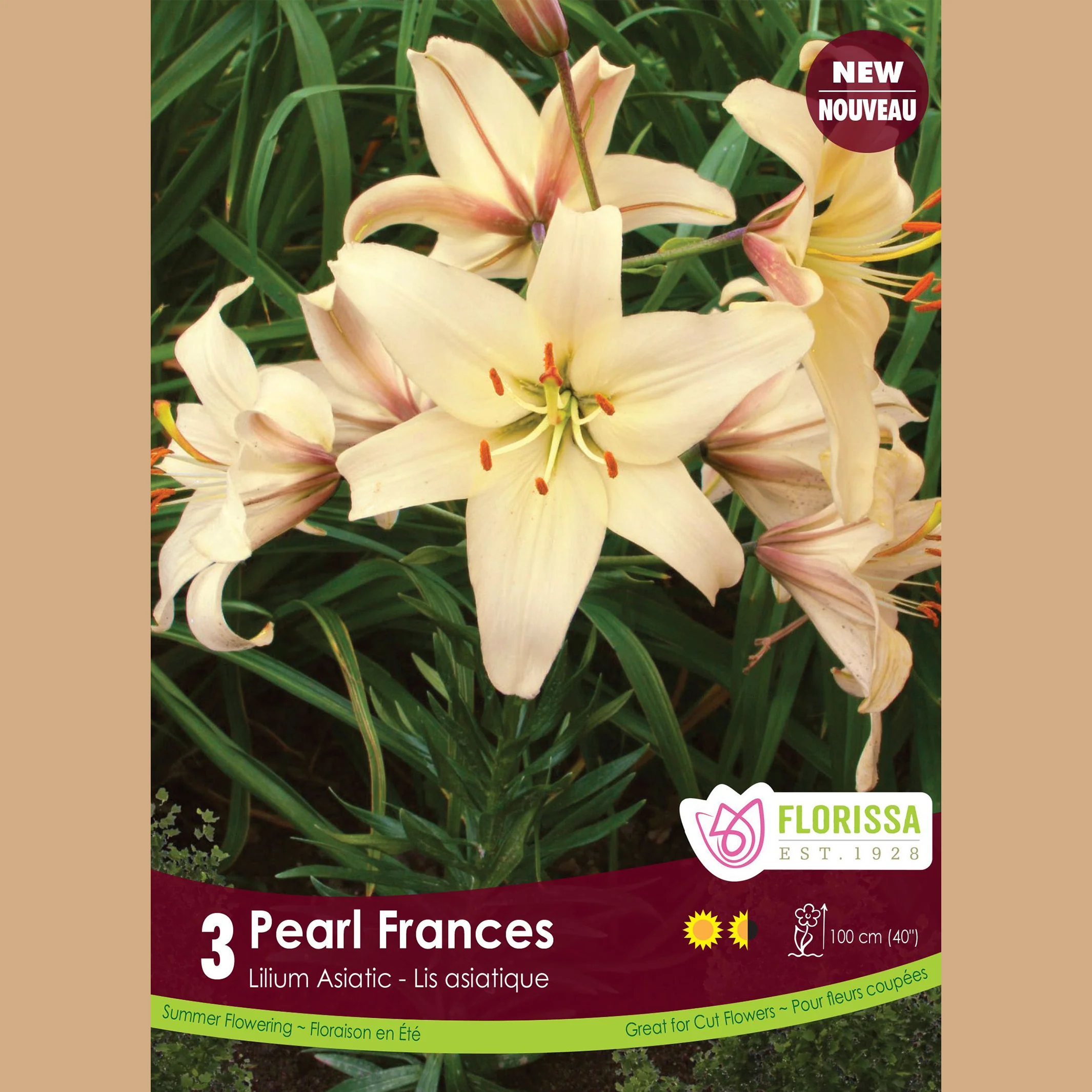 Lis asiatique 'Pearl Frances'