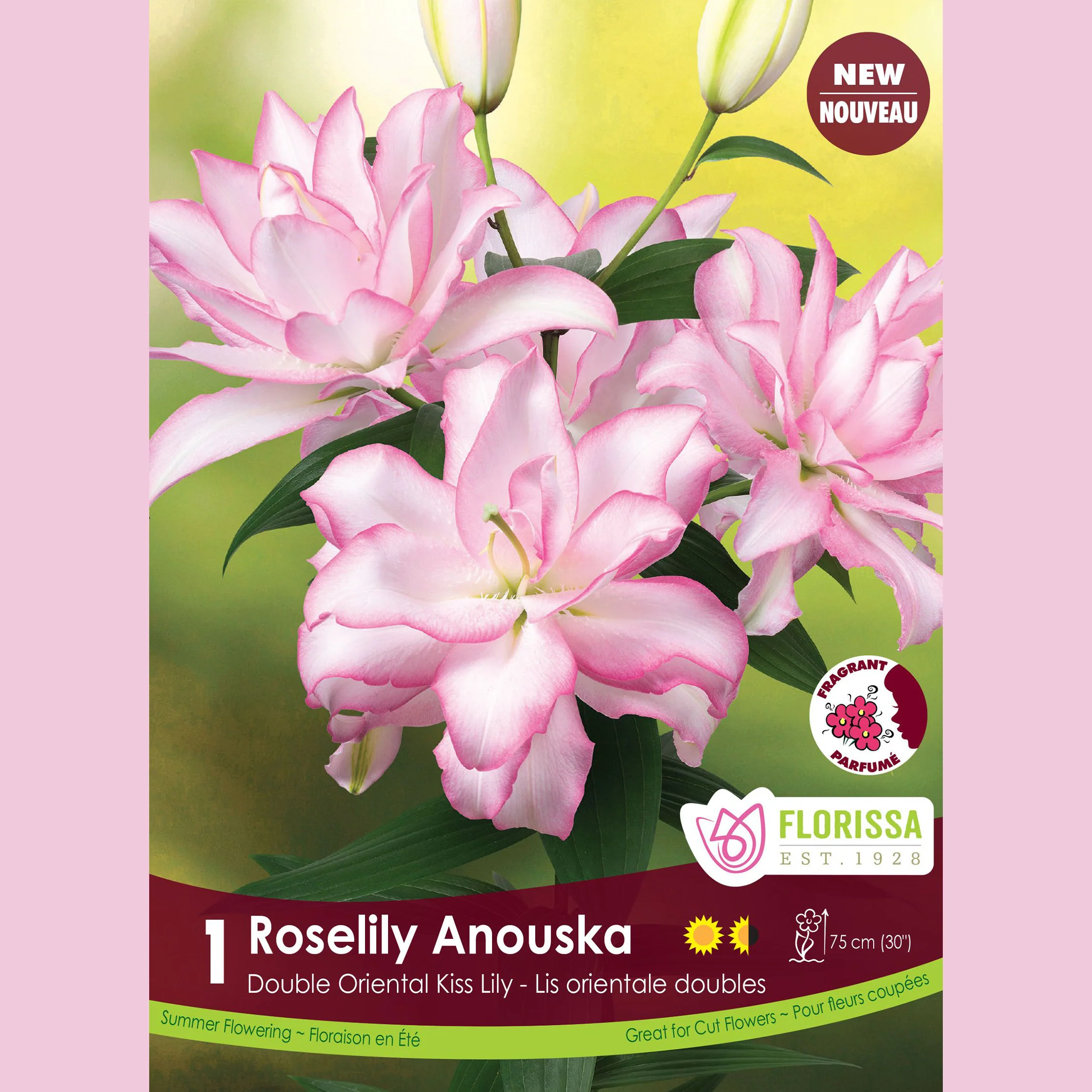 Lis double oriental Roselily 'Anouska'