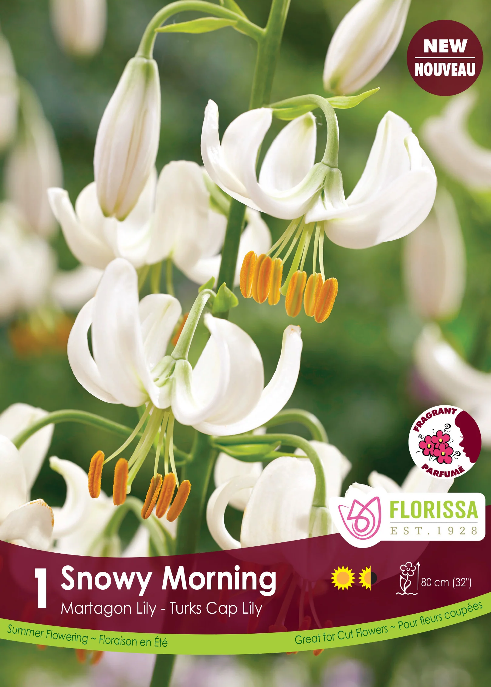 Lis martagon 'Snowy Morning'