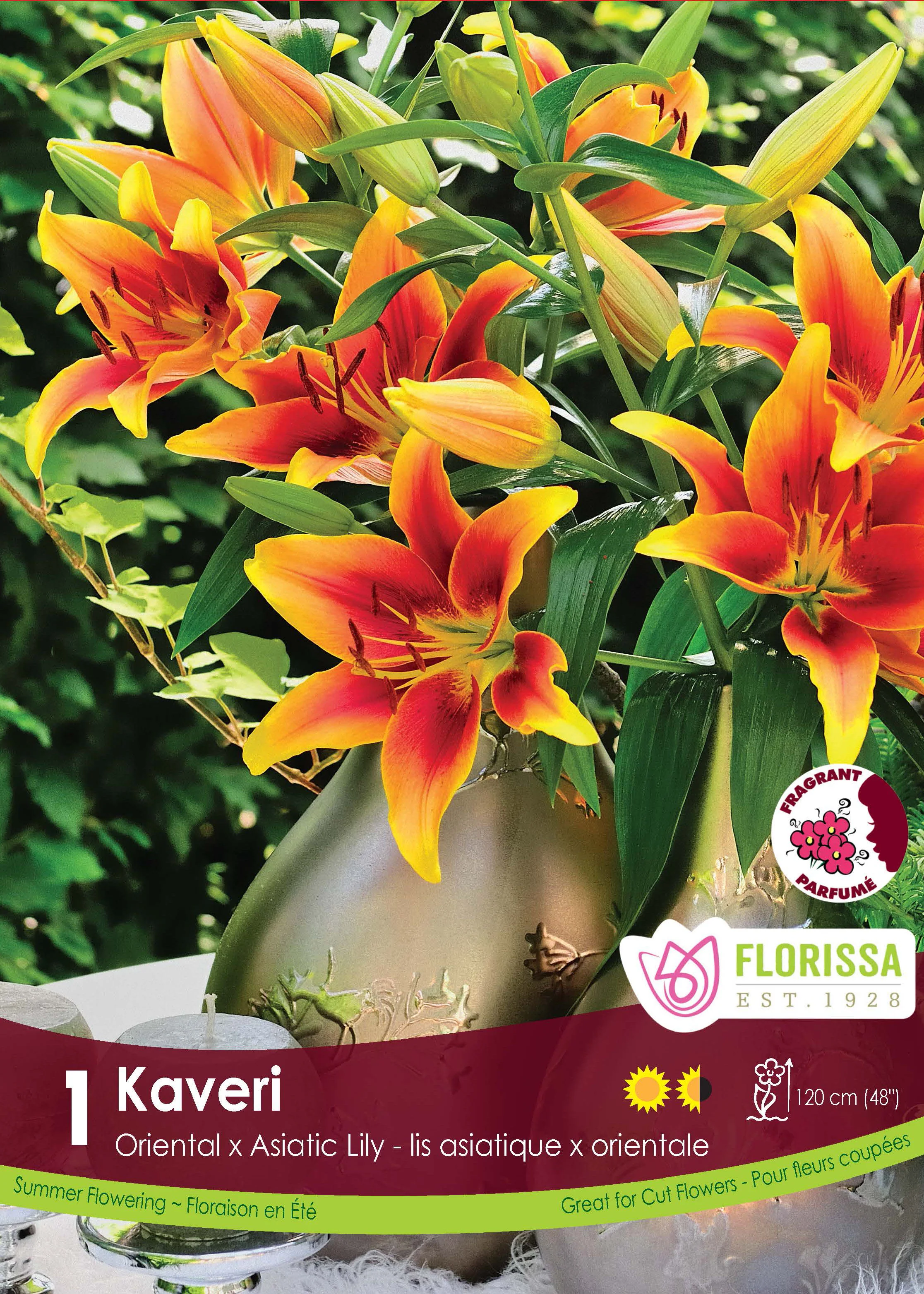 Lis novelty 'Kaveri'