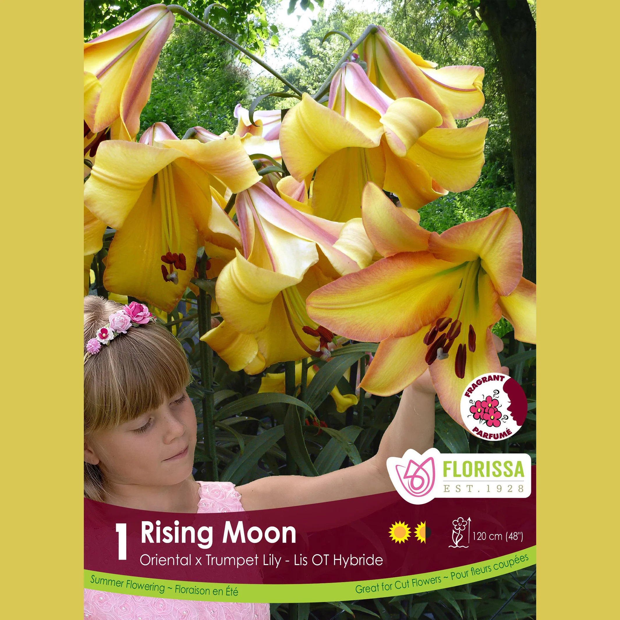 Lily, Oriental x Trompette 'Rising Moon' (1 bulbe)