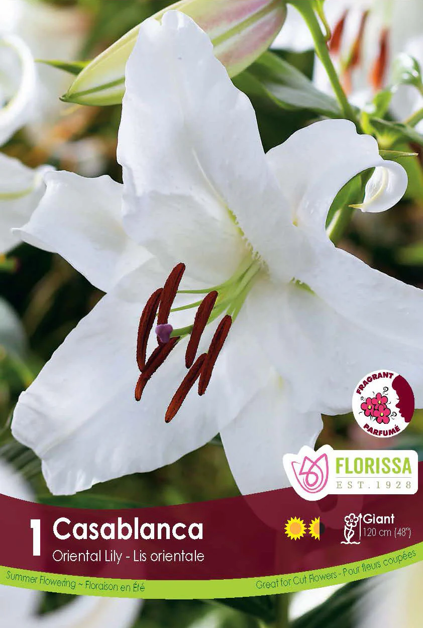 Lis oriental 'Casablanca'