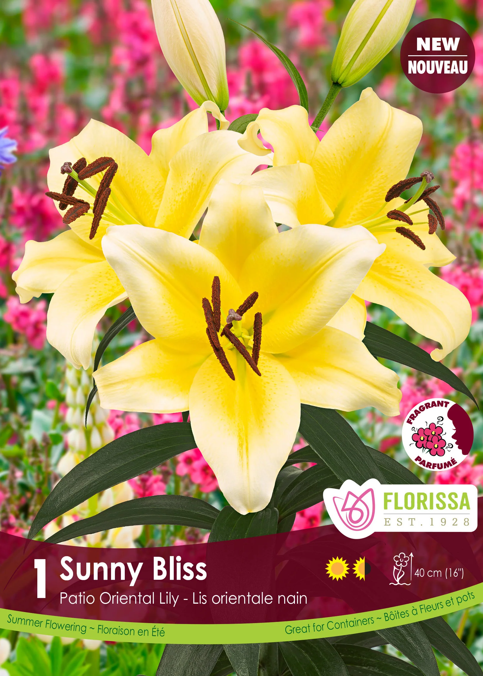 Lis Patio Oriental 'Sunny Bliss'