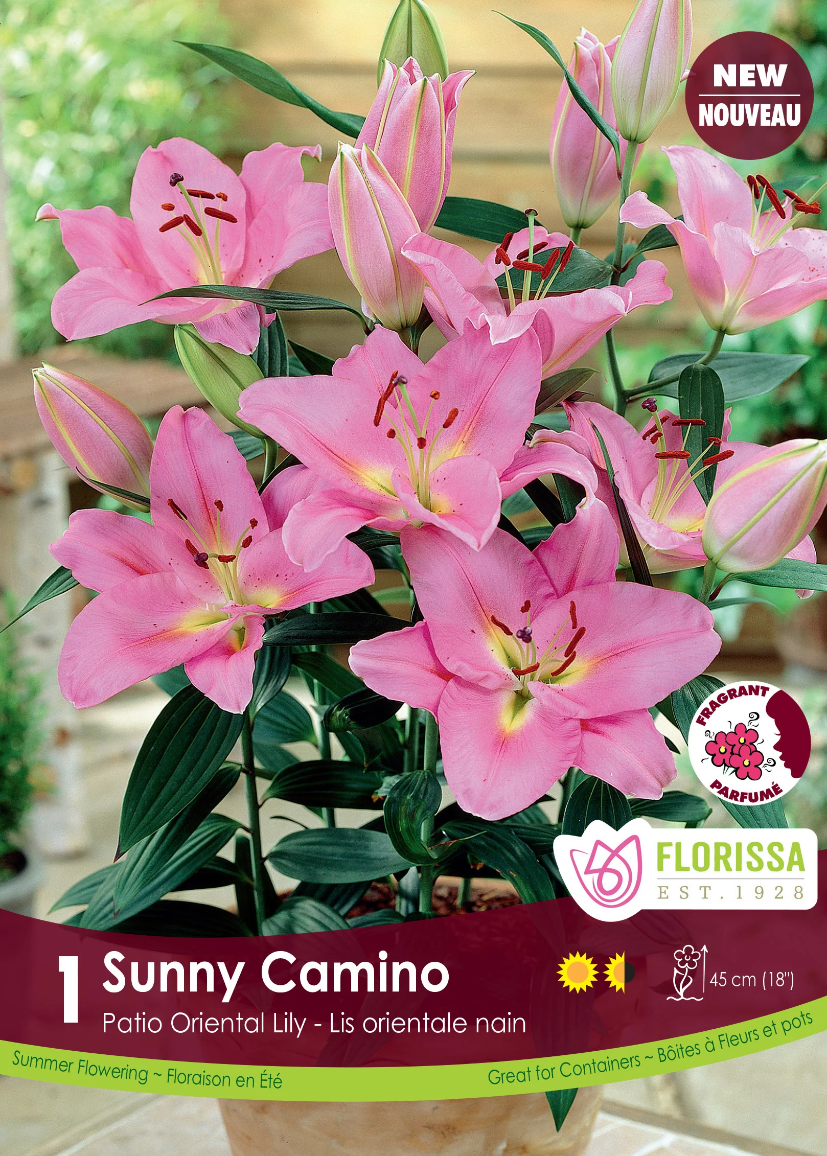 Lis Patio Oriental 'Sunny Camino'