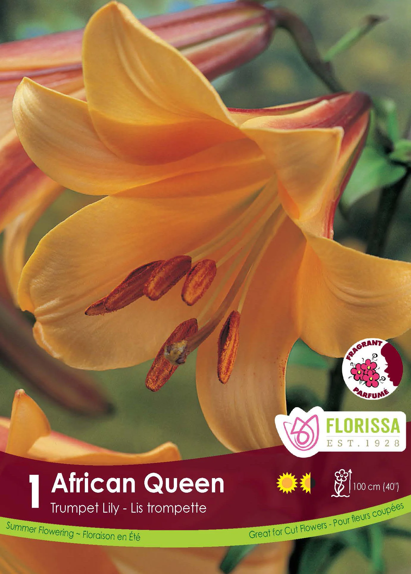 Lis trompette 'African Queen'