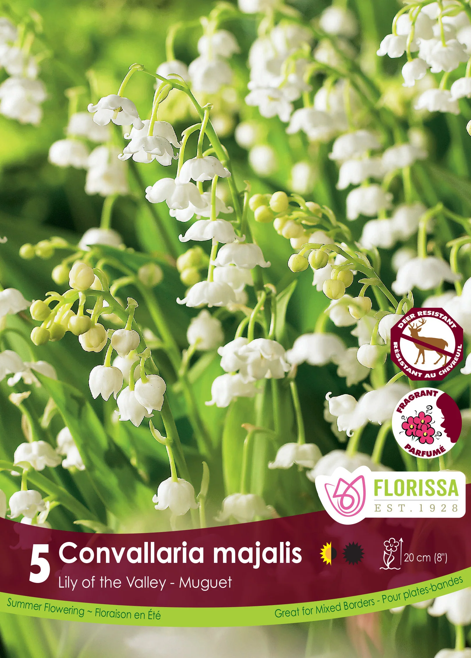 Muguet 'Convallaria Majalis'