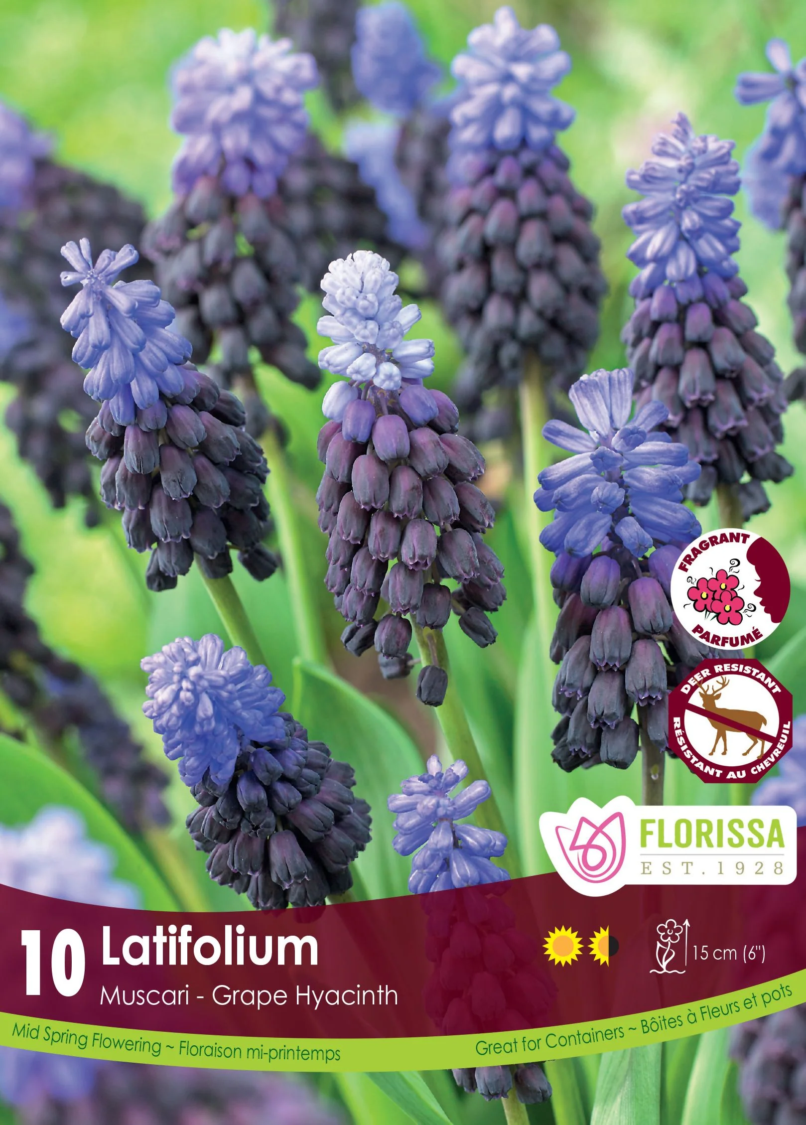 Muscari Latifolium
