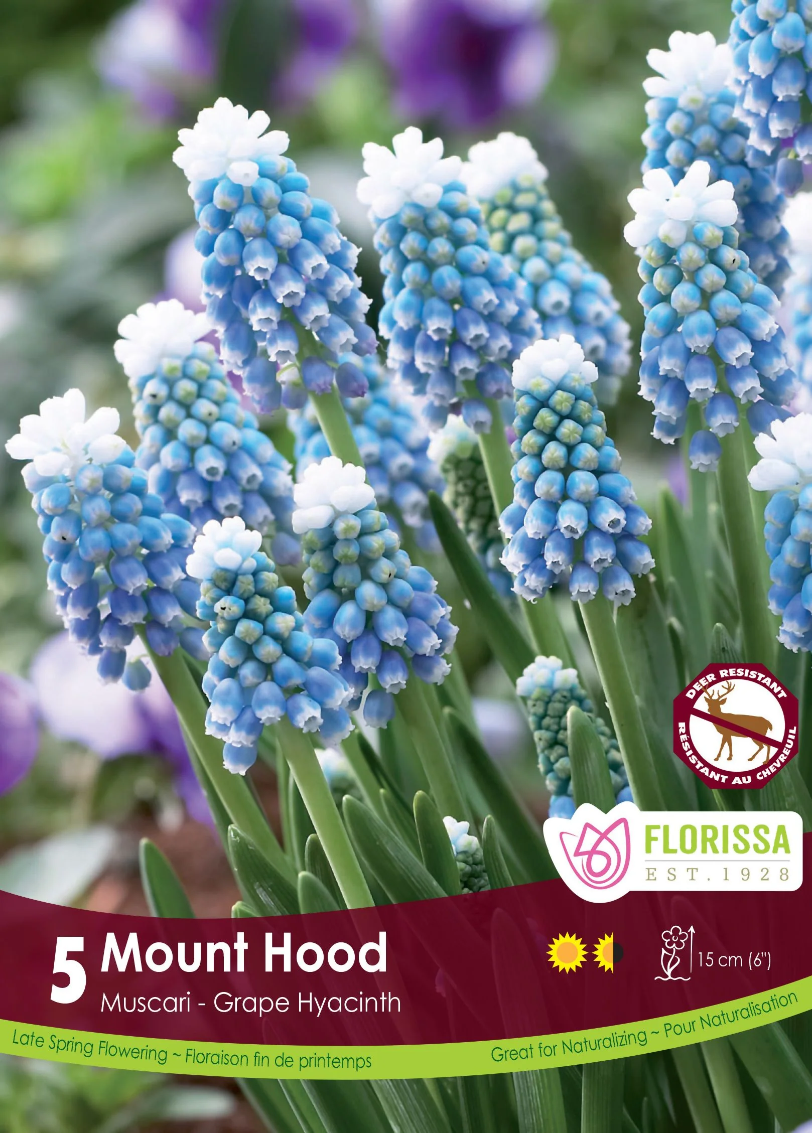 Muscari Mount Hood