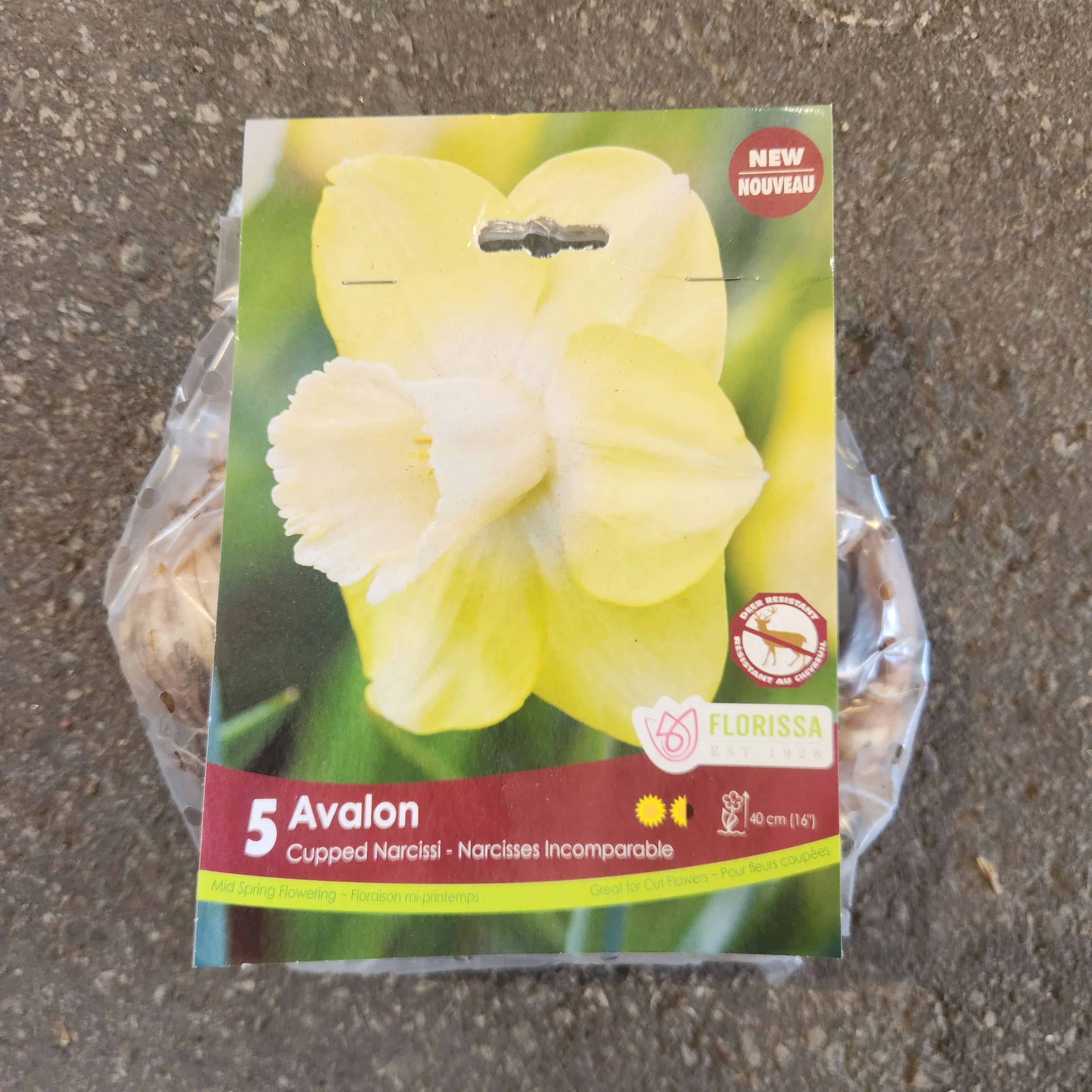 Narcisse Avalon