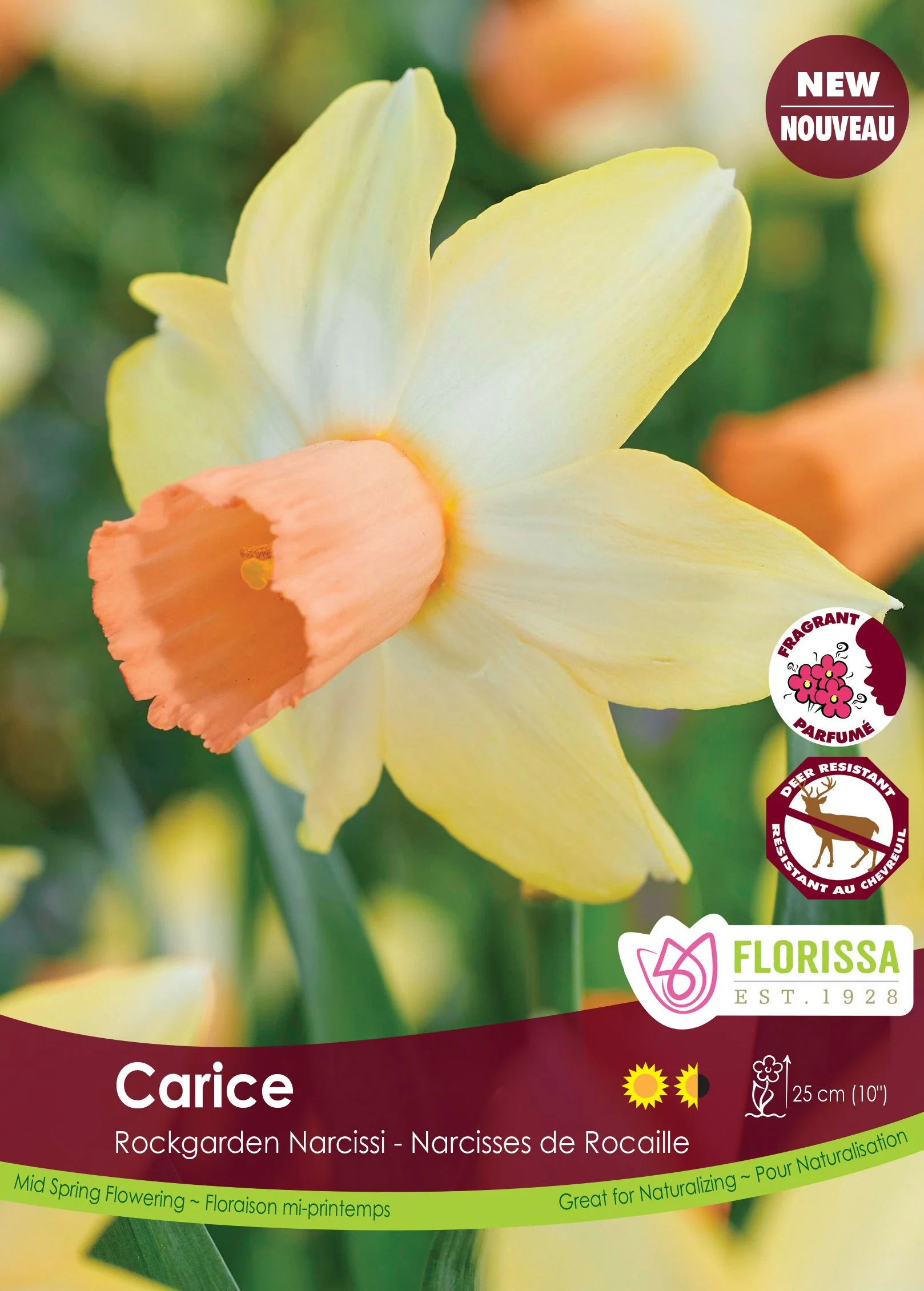 Narcisse Carice