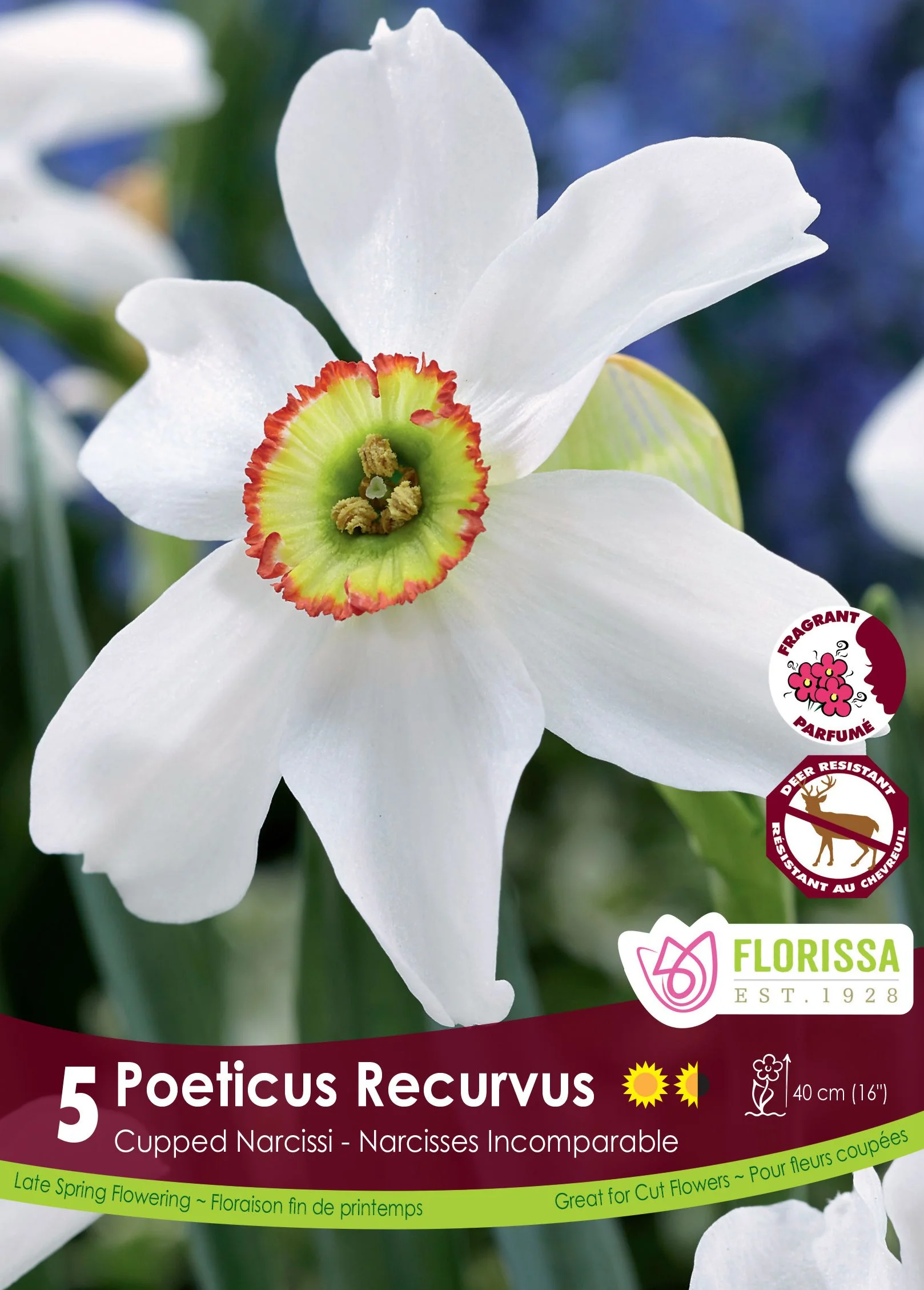 Narcisse Poeticus Recurvus 'Pheasant's Eye'