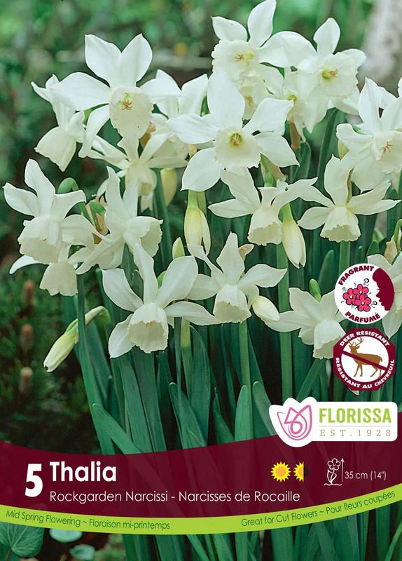 Narcisse Thalia