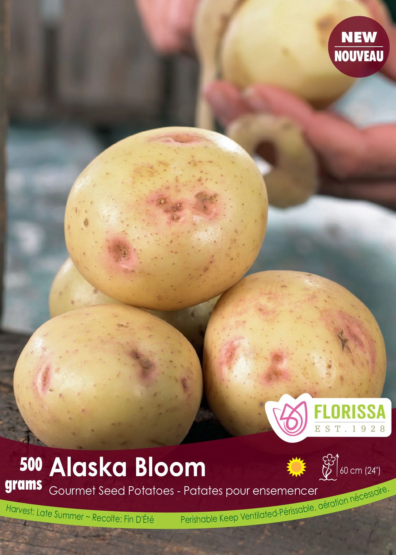 Pomme de terre Gourmet 'Alaska Bloom'