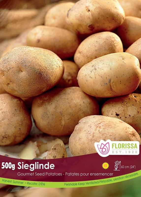 Pomme de terre Gourmet 'Sieglinde' (500 g)