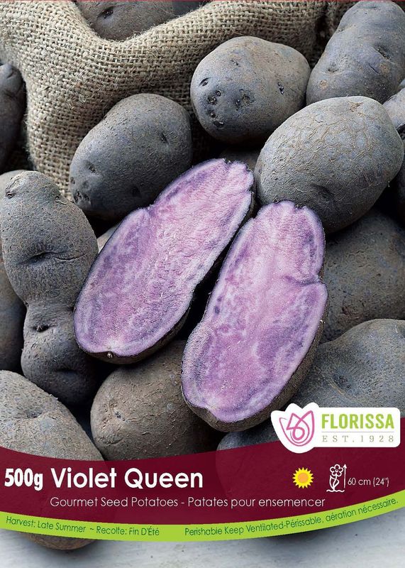 Pomme de terre Gourmet 'Violet Queen'