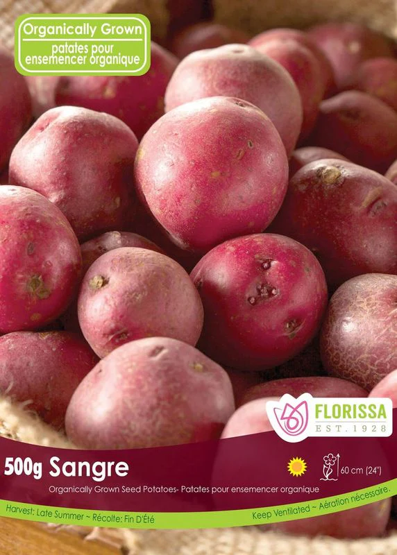 Pomme de terre 'Sangre' BIO (500 g)