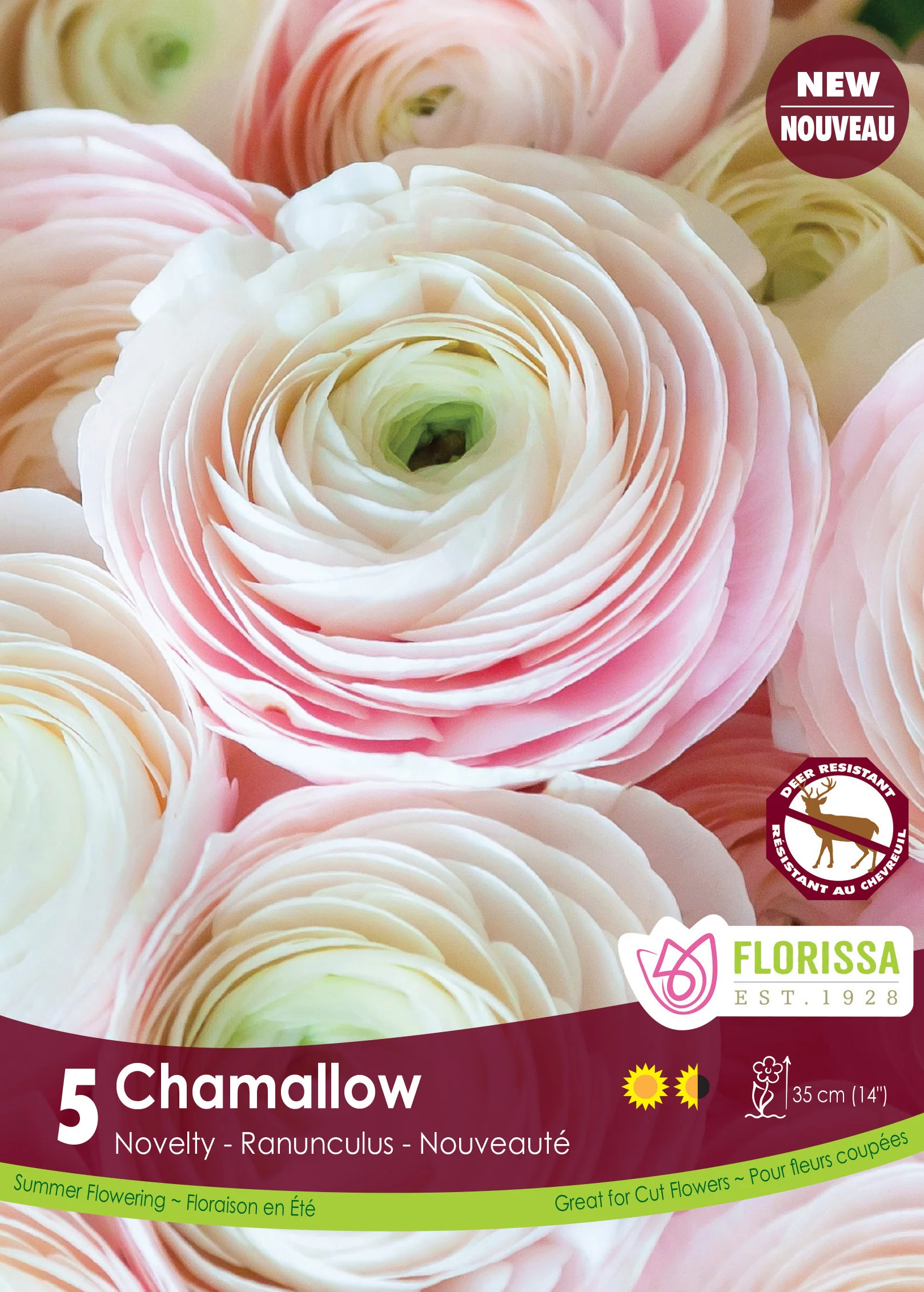Renoncule 'Chamallow'