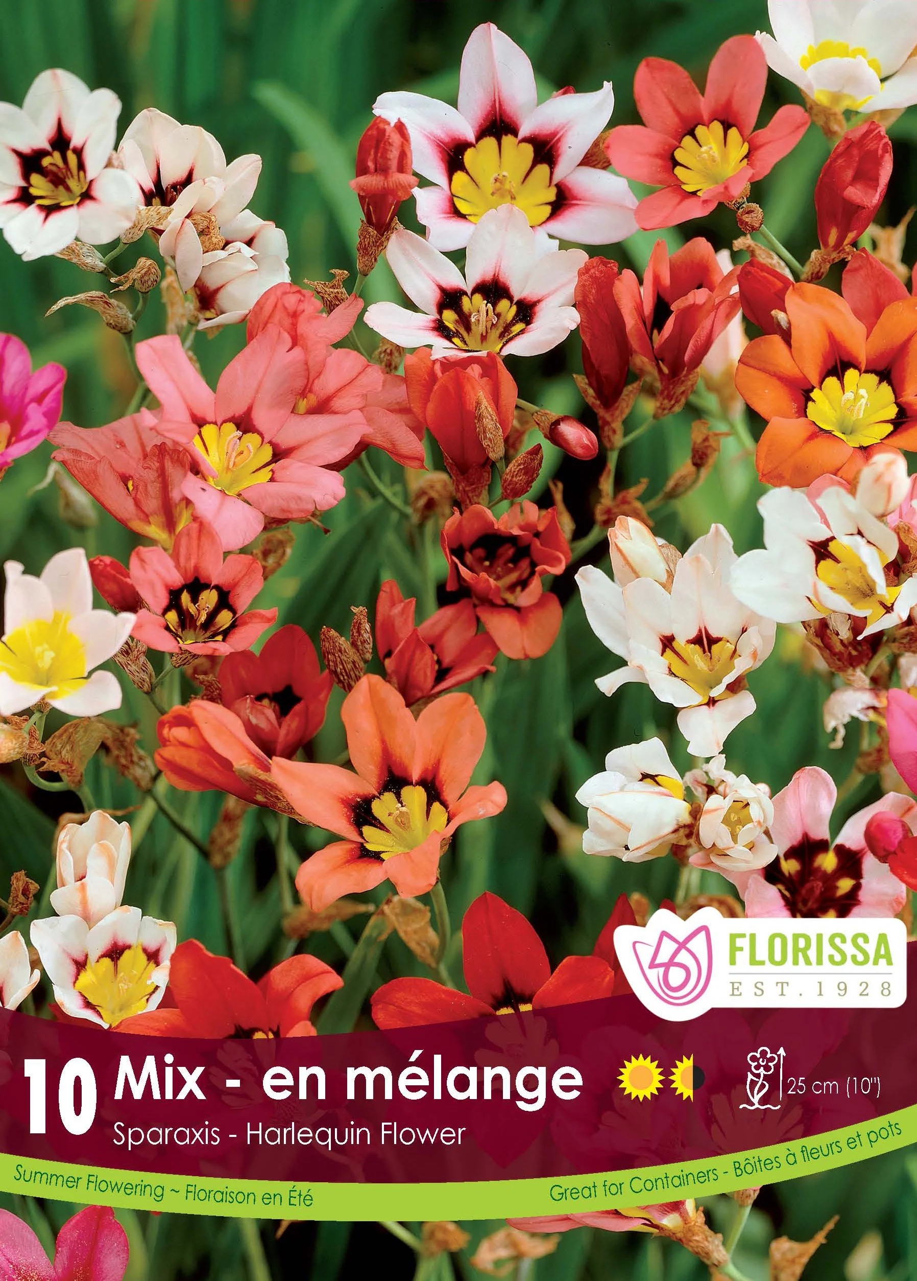 Sparaxis 'Mélange'