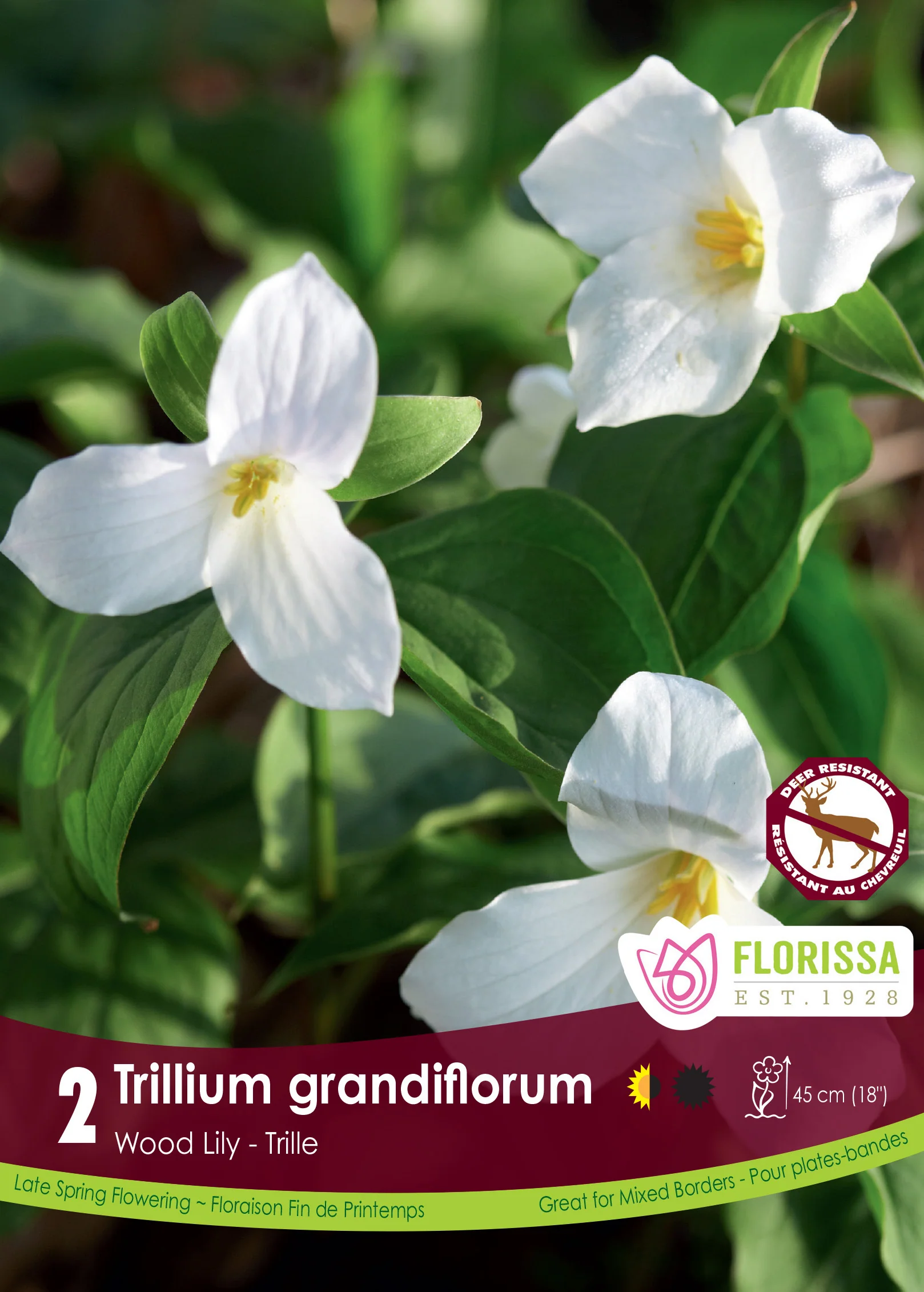 Trille neige 'Grandiflorum'