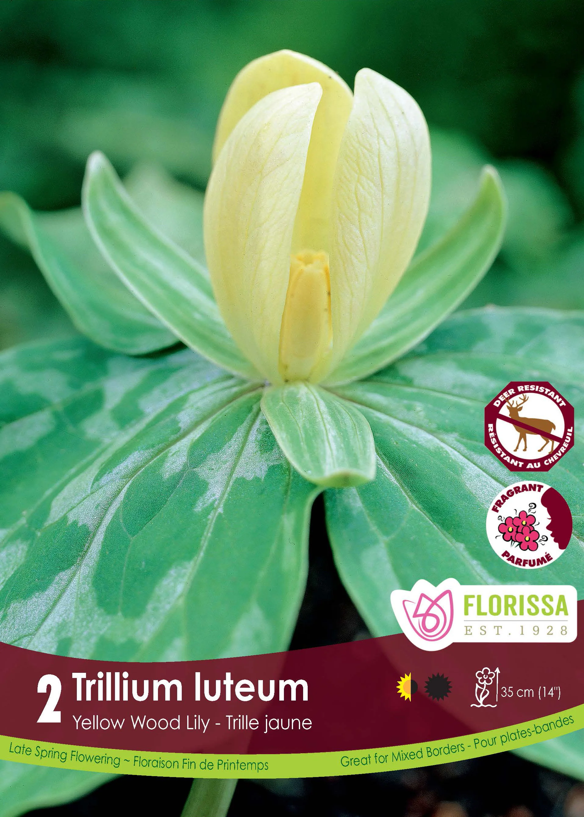 Trille jaune 'Luteum'