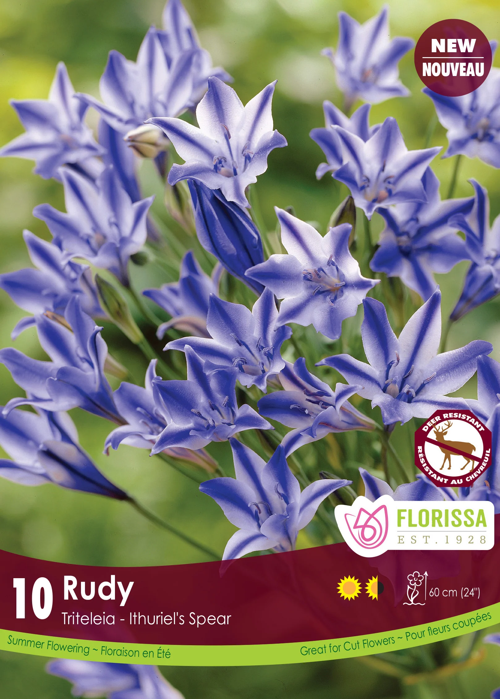Triteleia 'Rudy' (10 bulbes)