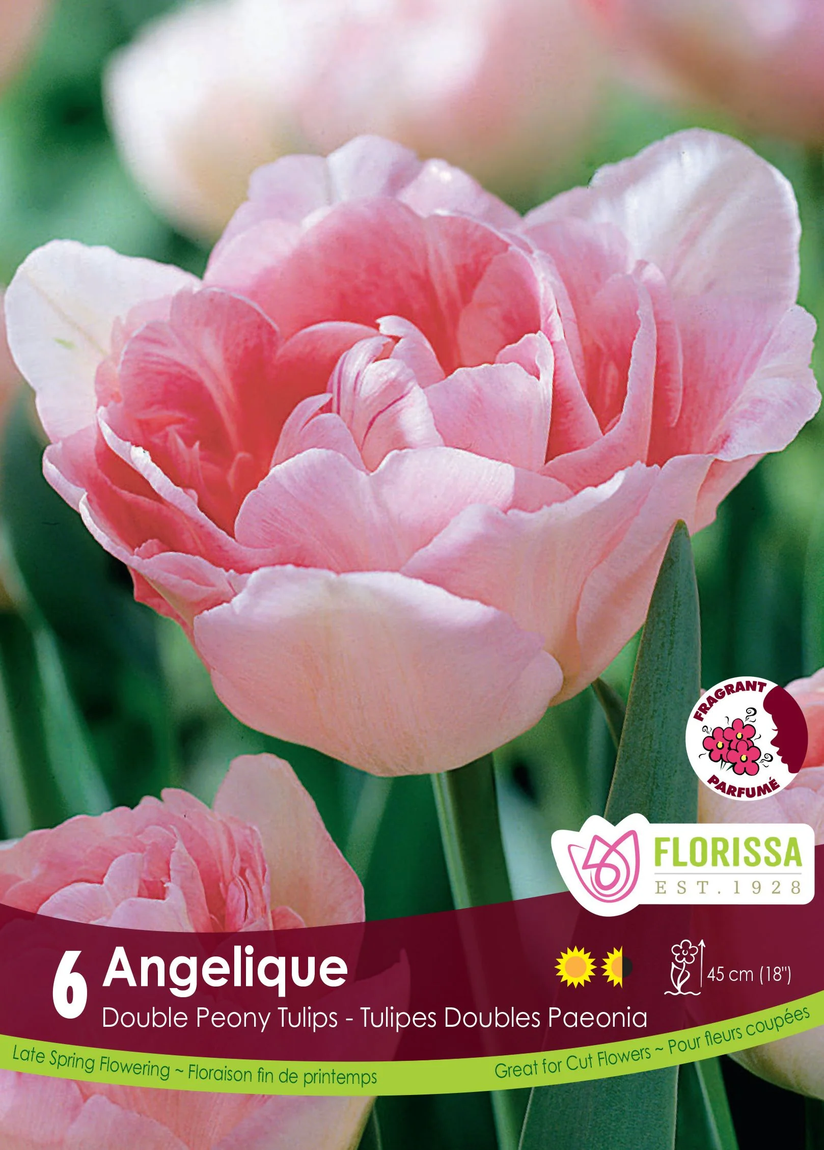 Tulipe Angelique