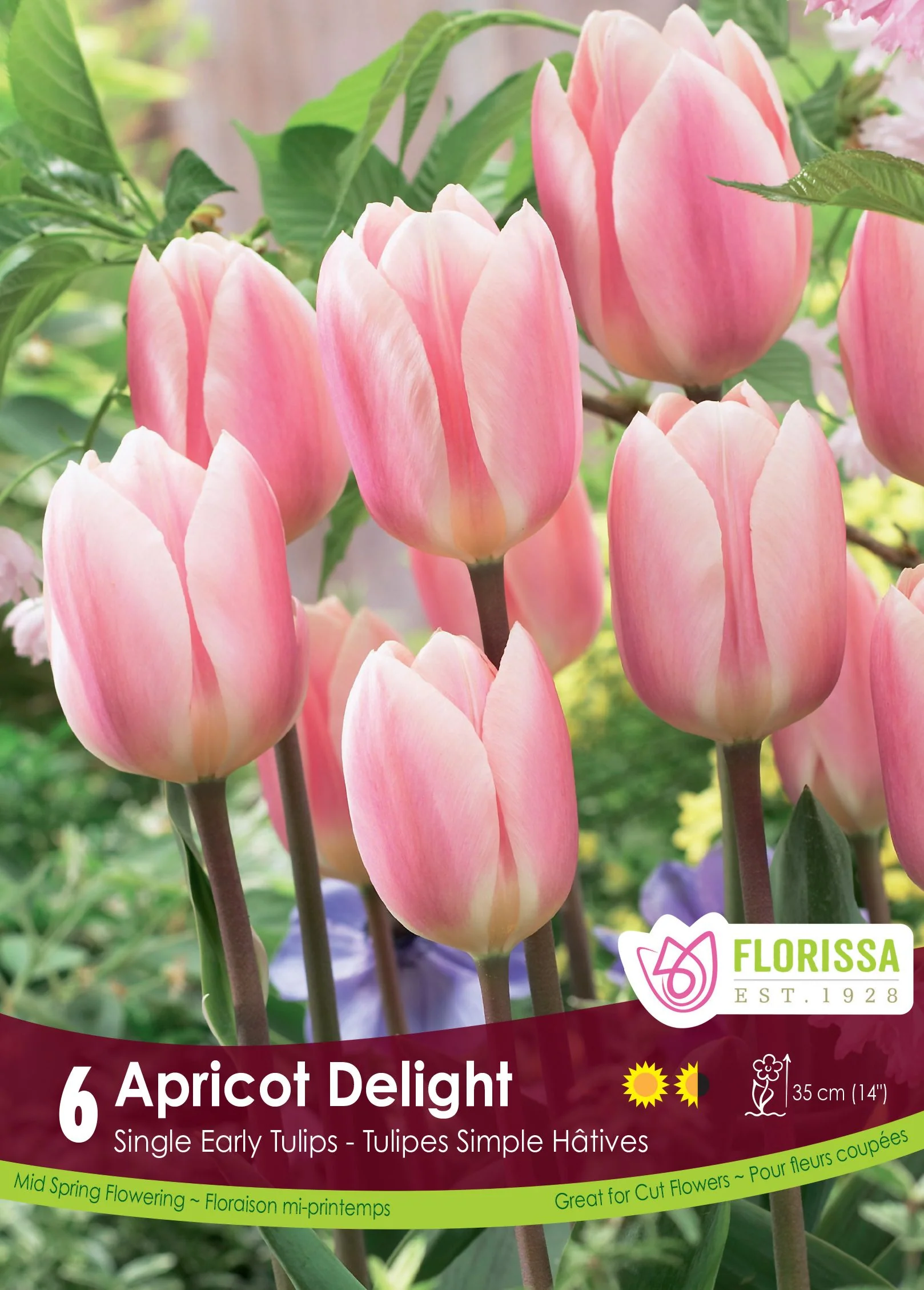 Tulipe Apricot Delight