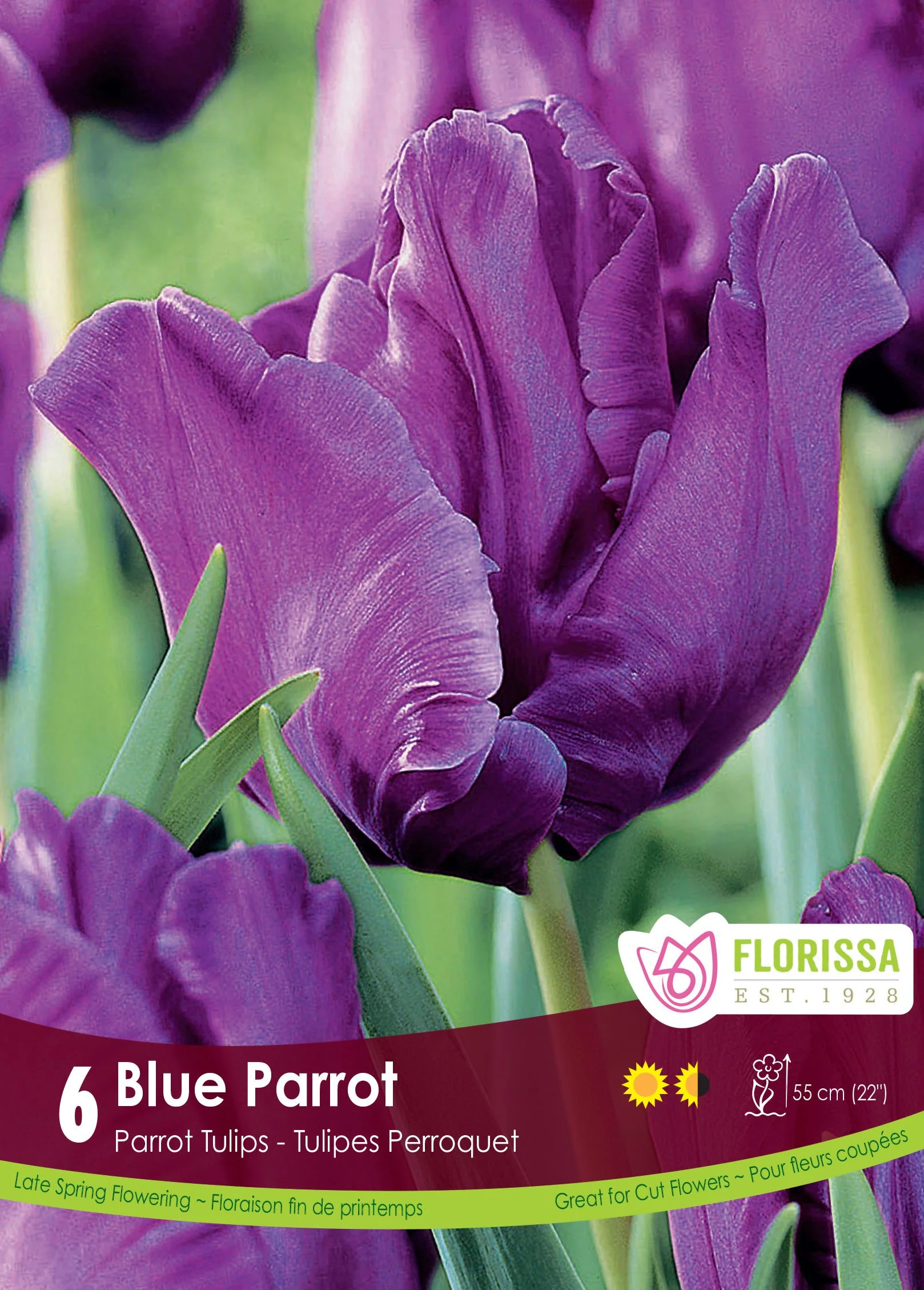 Tulipe Blue Parrot
