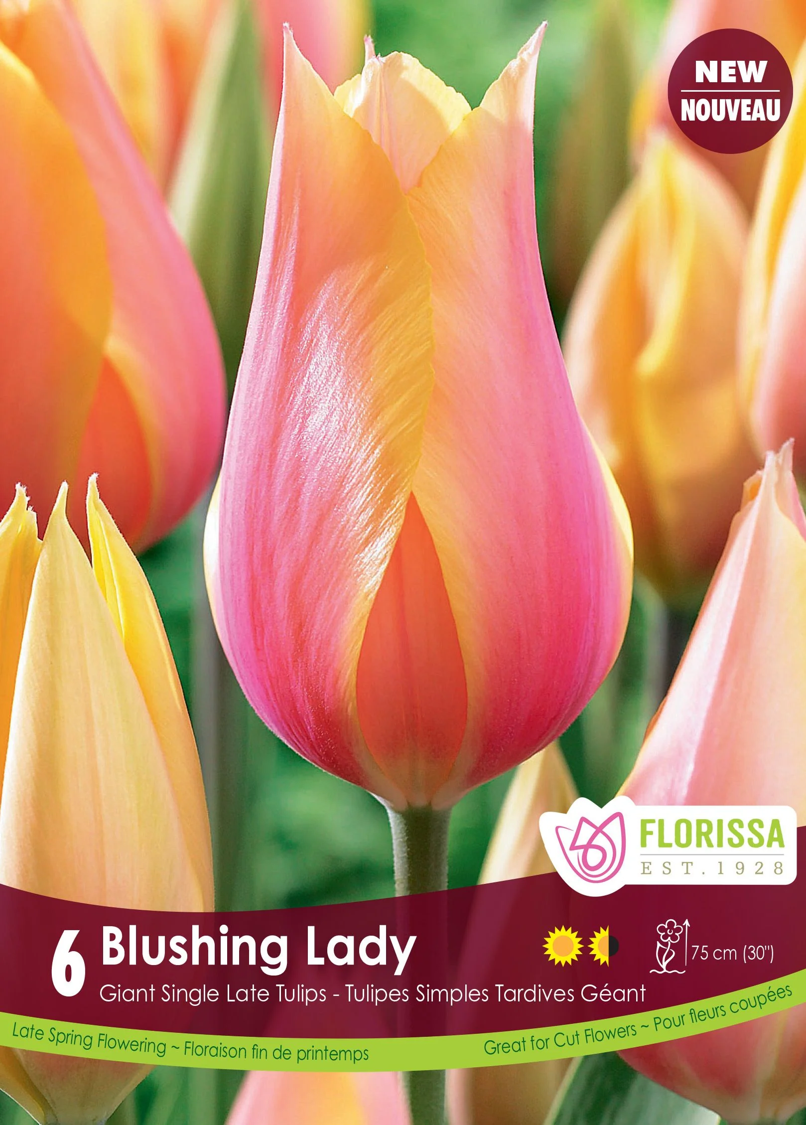 Tulipe Blushing Lady
