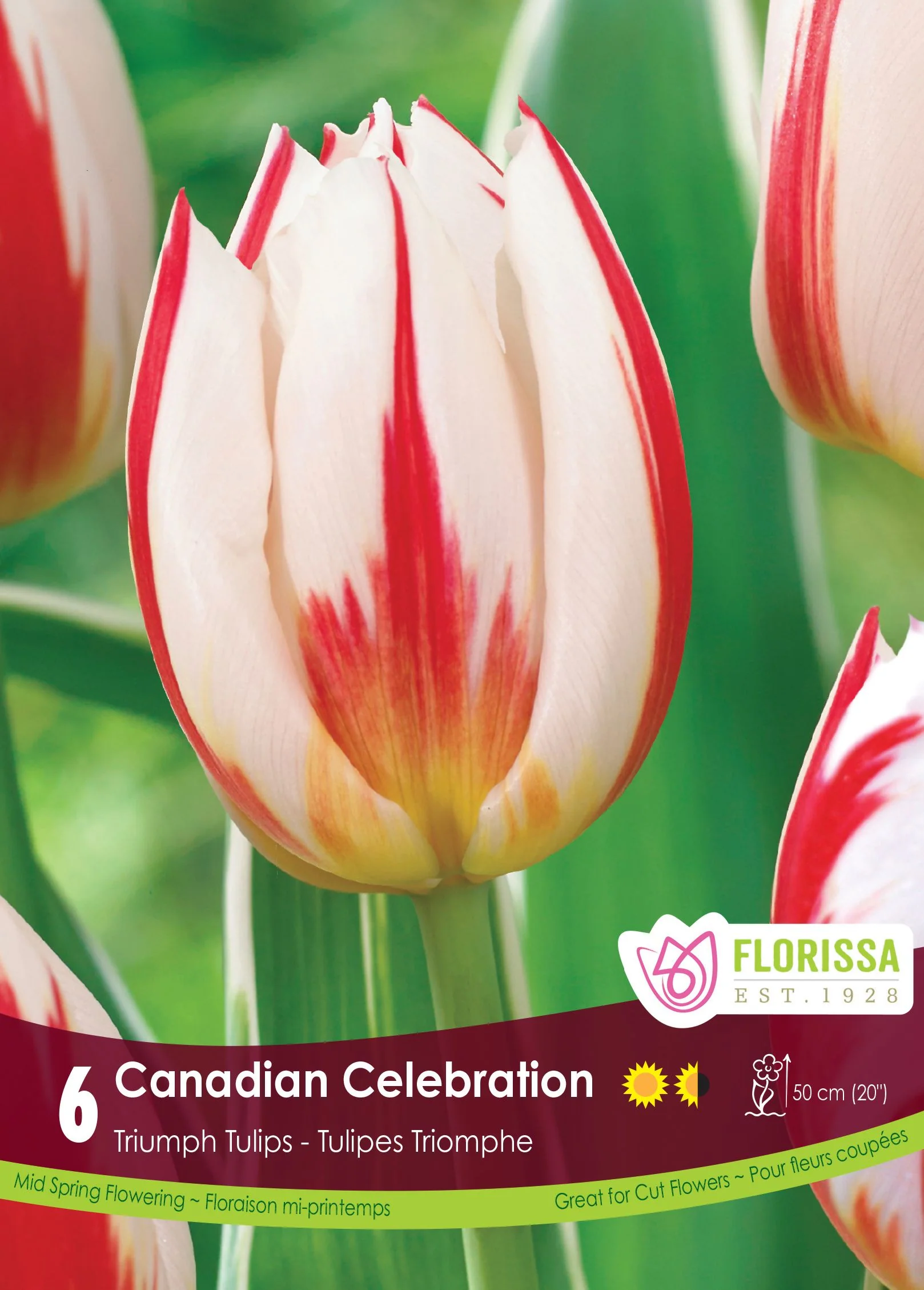 Tulipe Canadian Celebration