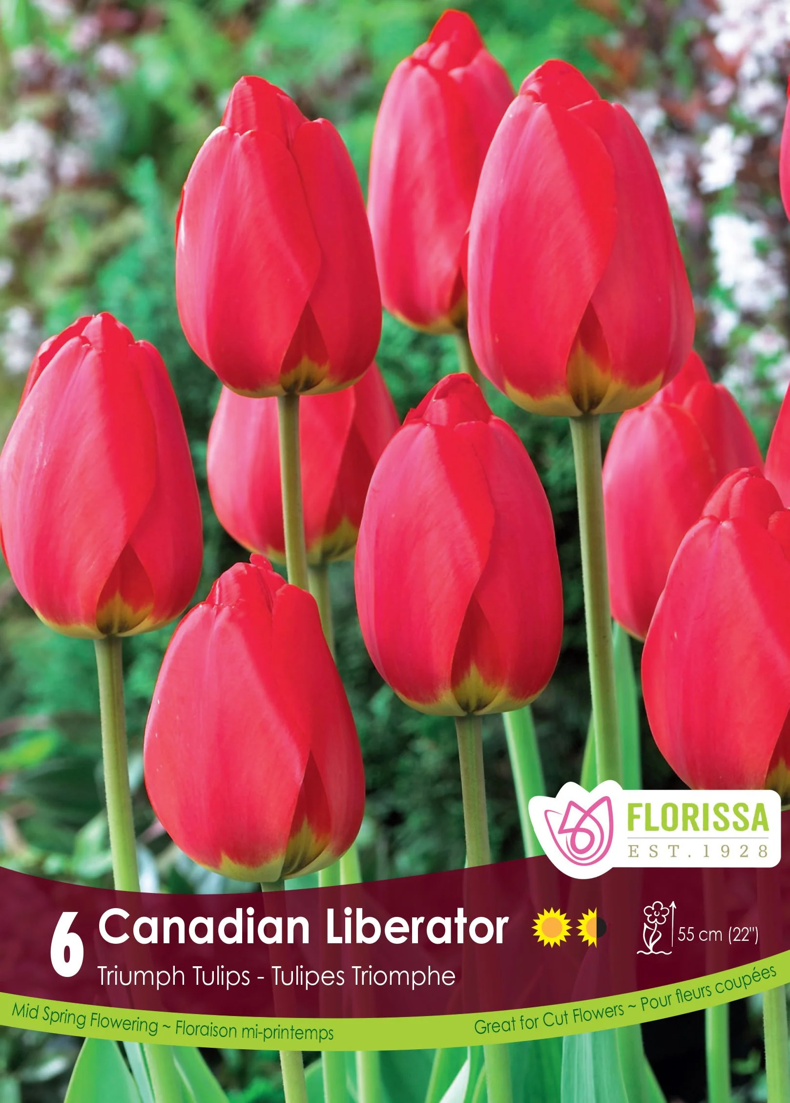 Tulipe Canadian Liberator