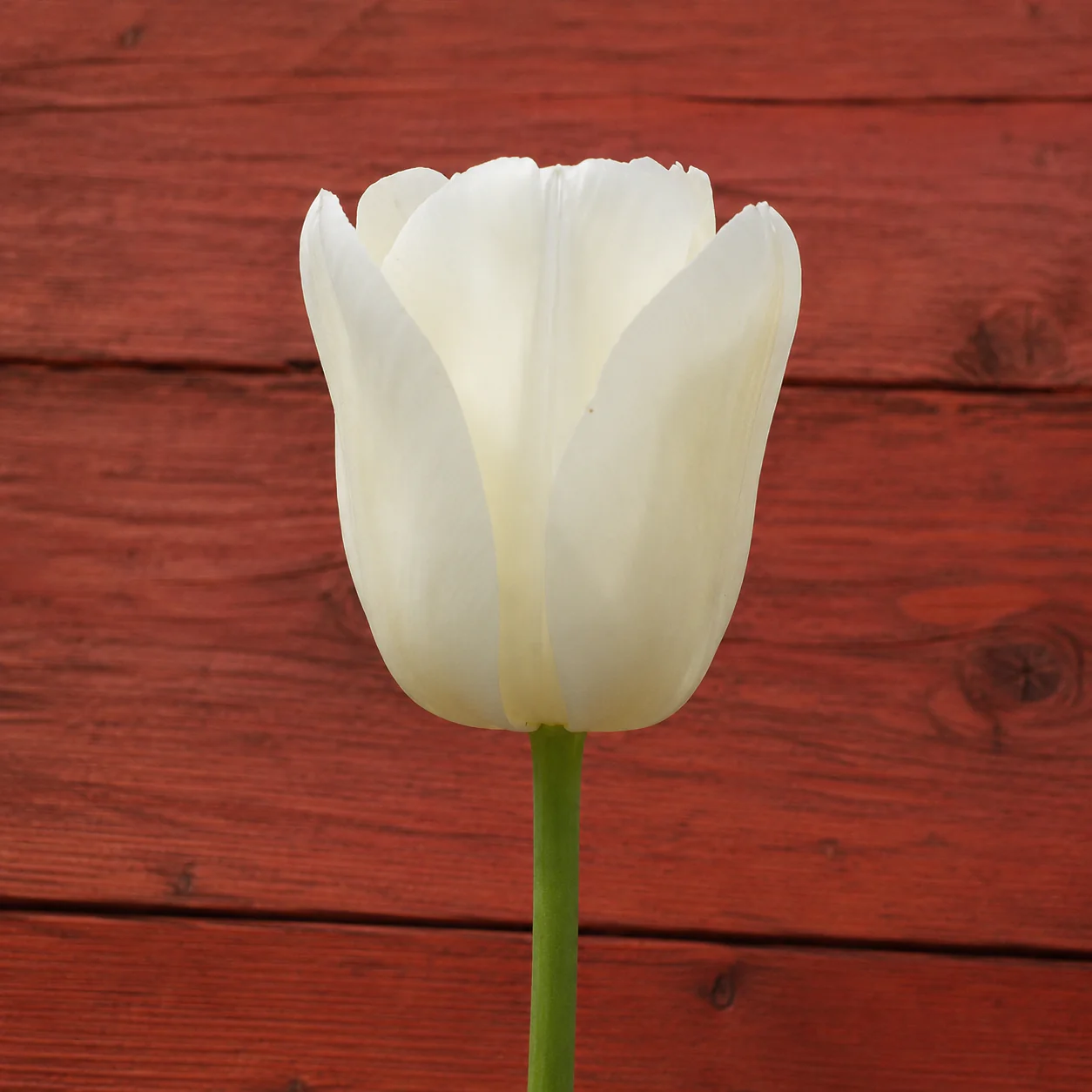 Tulipe City of Vancouver - Image 2