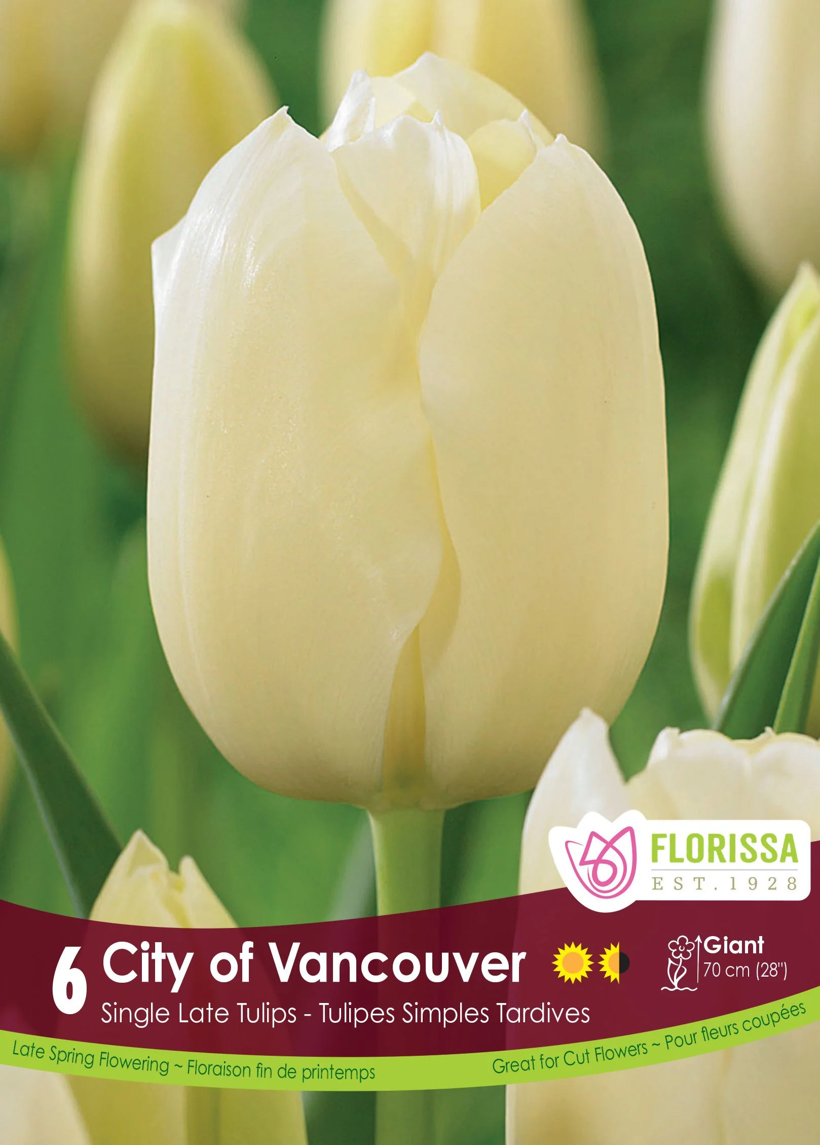 Tulipe City of Vancouver - Image 3