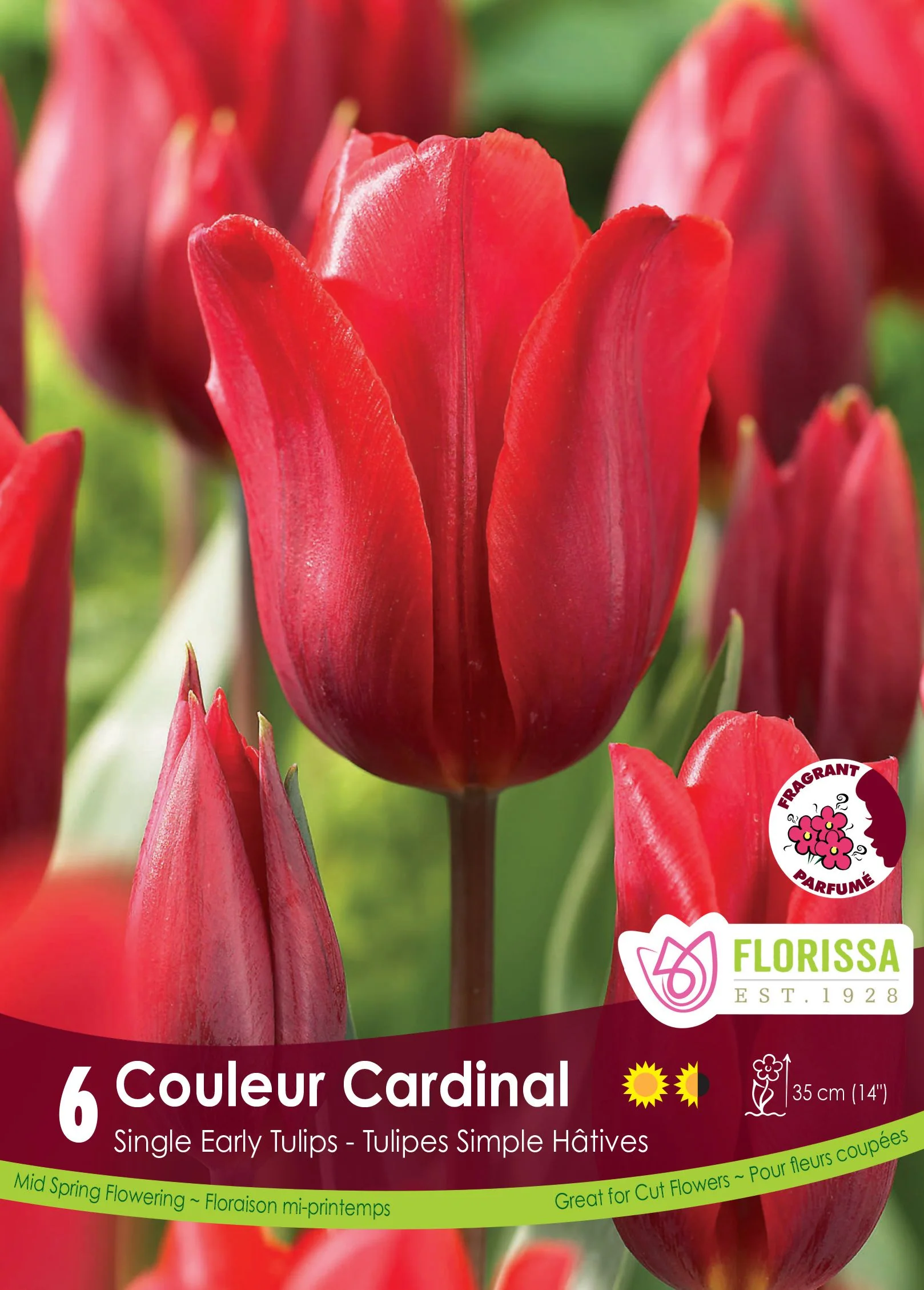Tulipe Couleur Cardinal