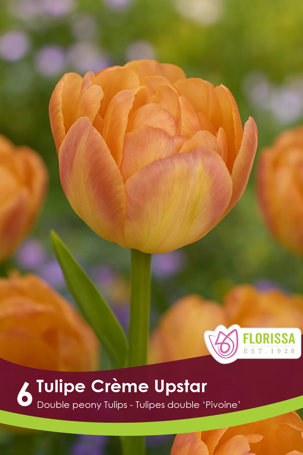 Tulipe Crème Upstar