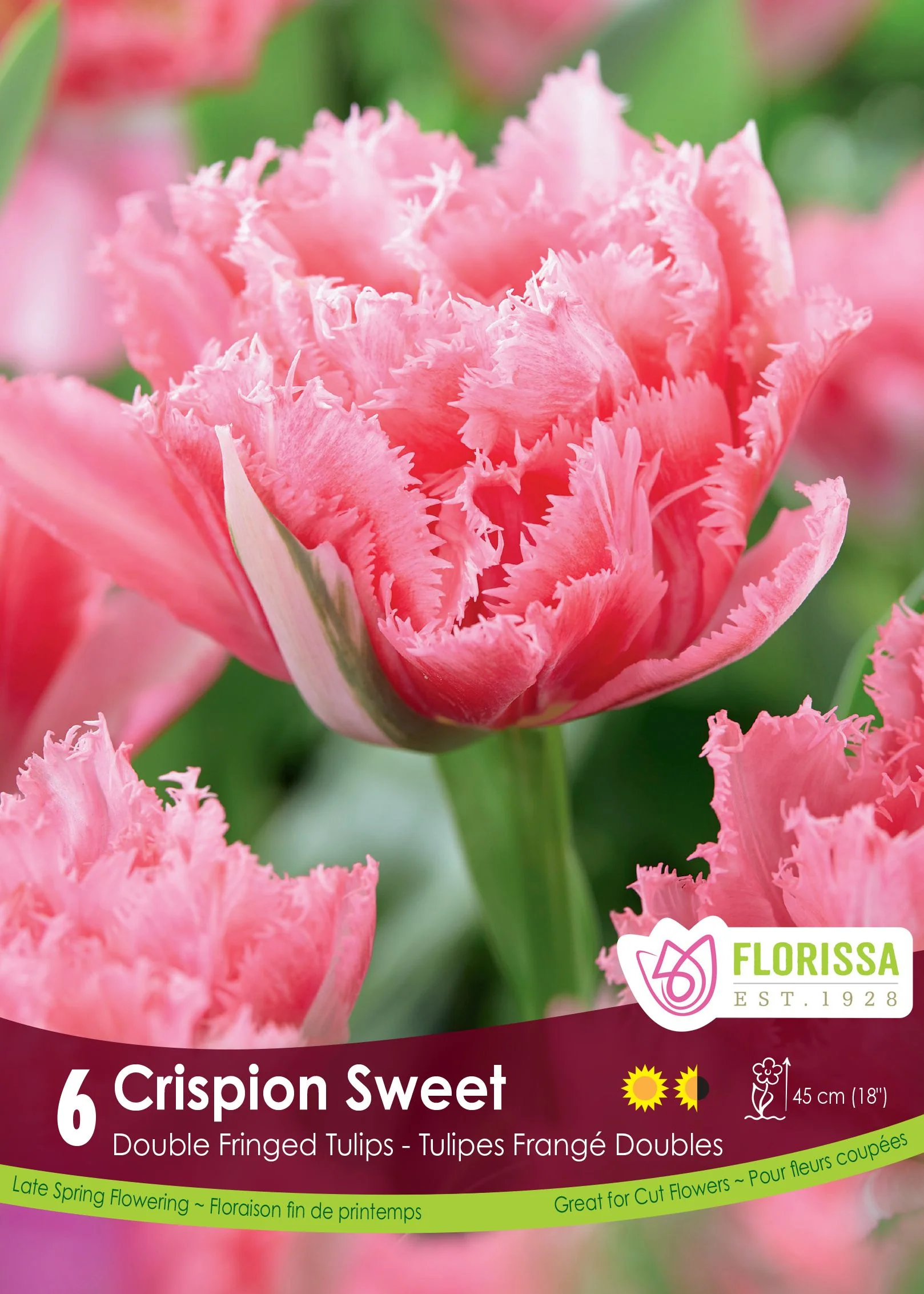 Tulipe Crispion Sweet