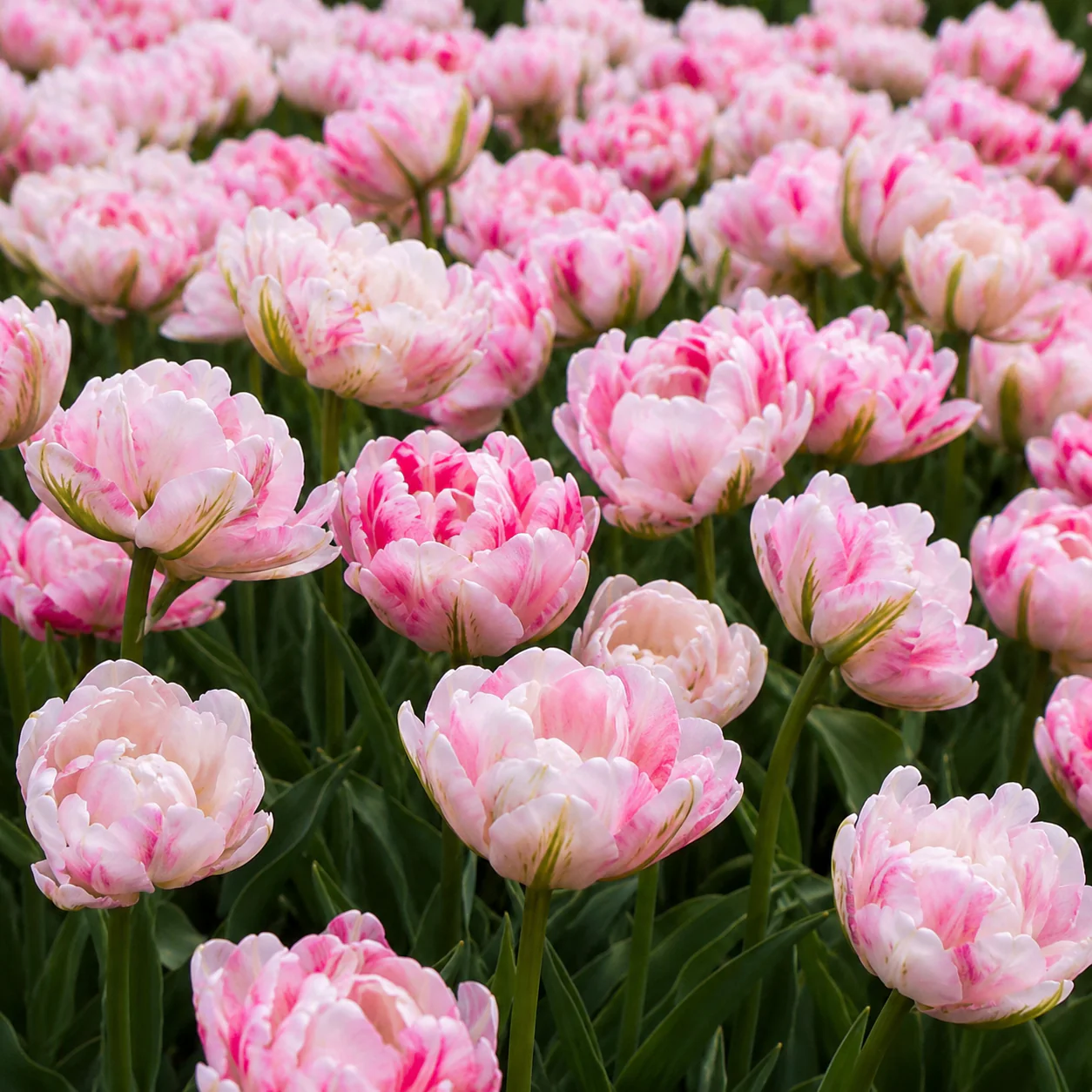 Tulipe 'Finola'