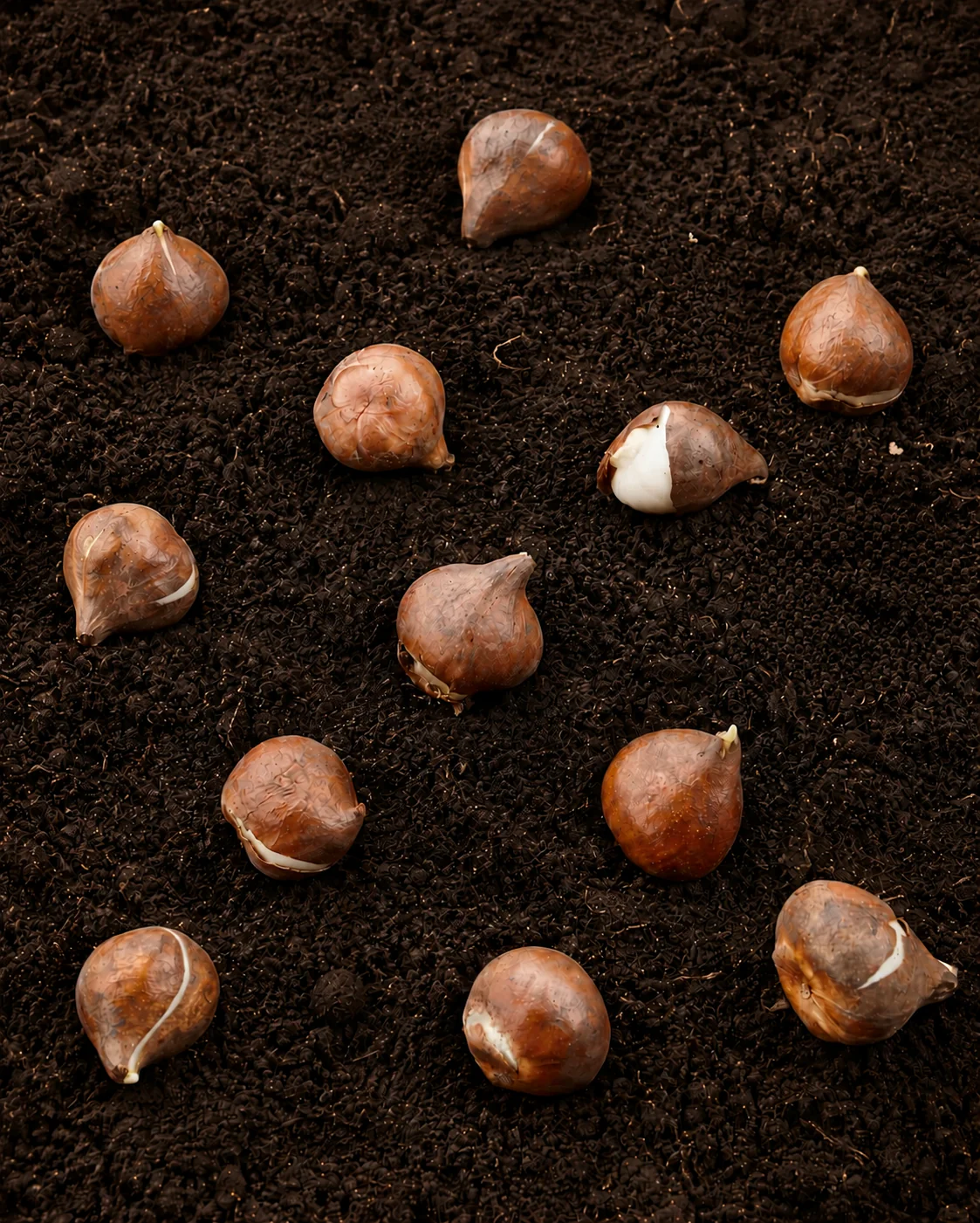 Tulipe 'Finola' - Image 3