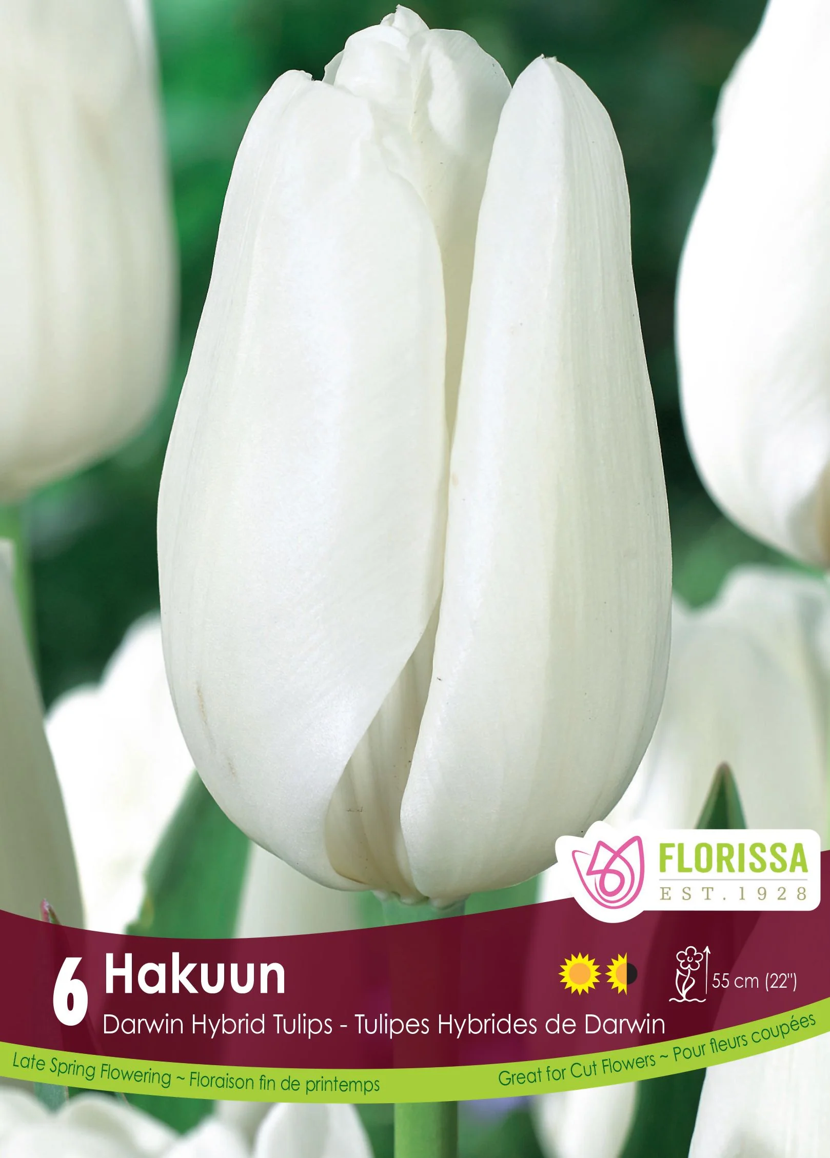 Tulipe Hakuun