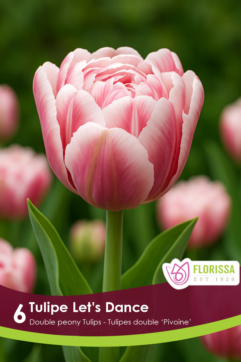 Tulipe Let's Dance