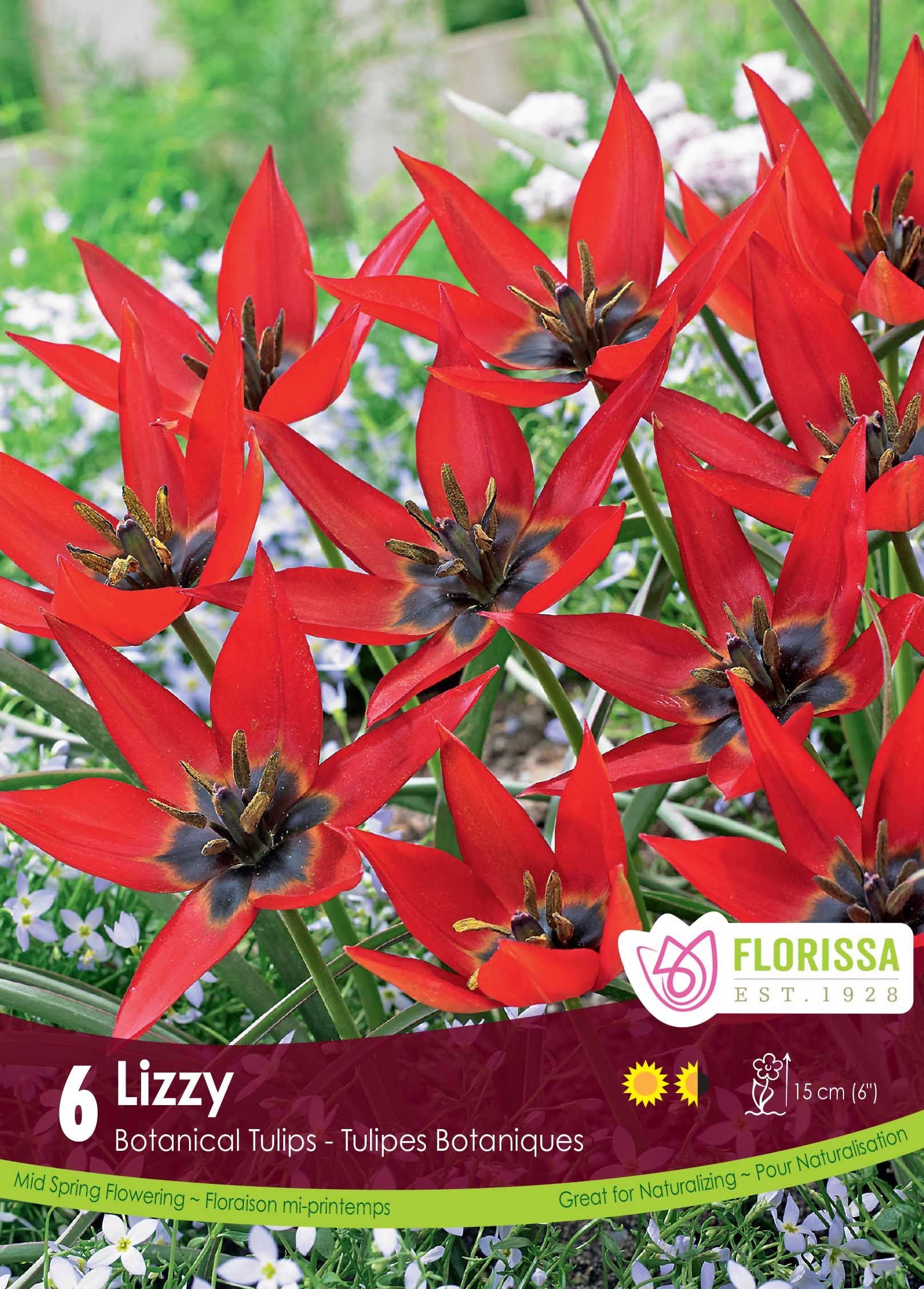 Tulipe Lizzy
