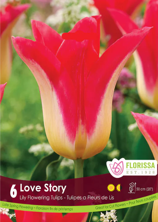 Tulipe 'Love Story'